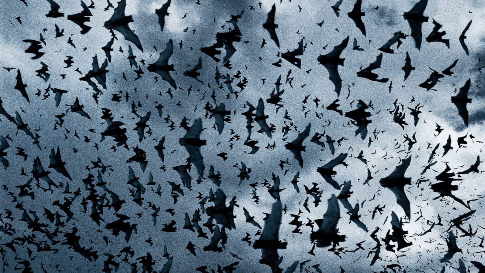 flying bats wallpaper