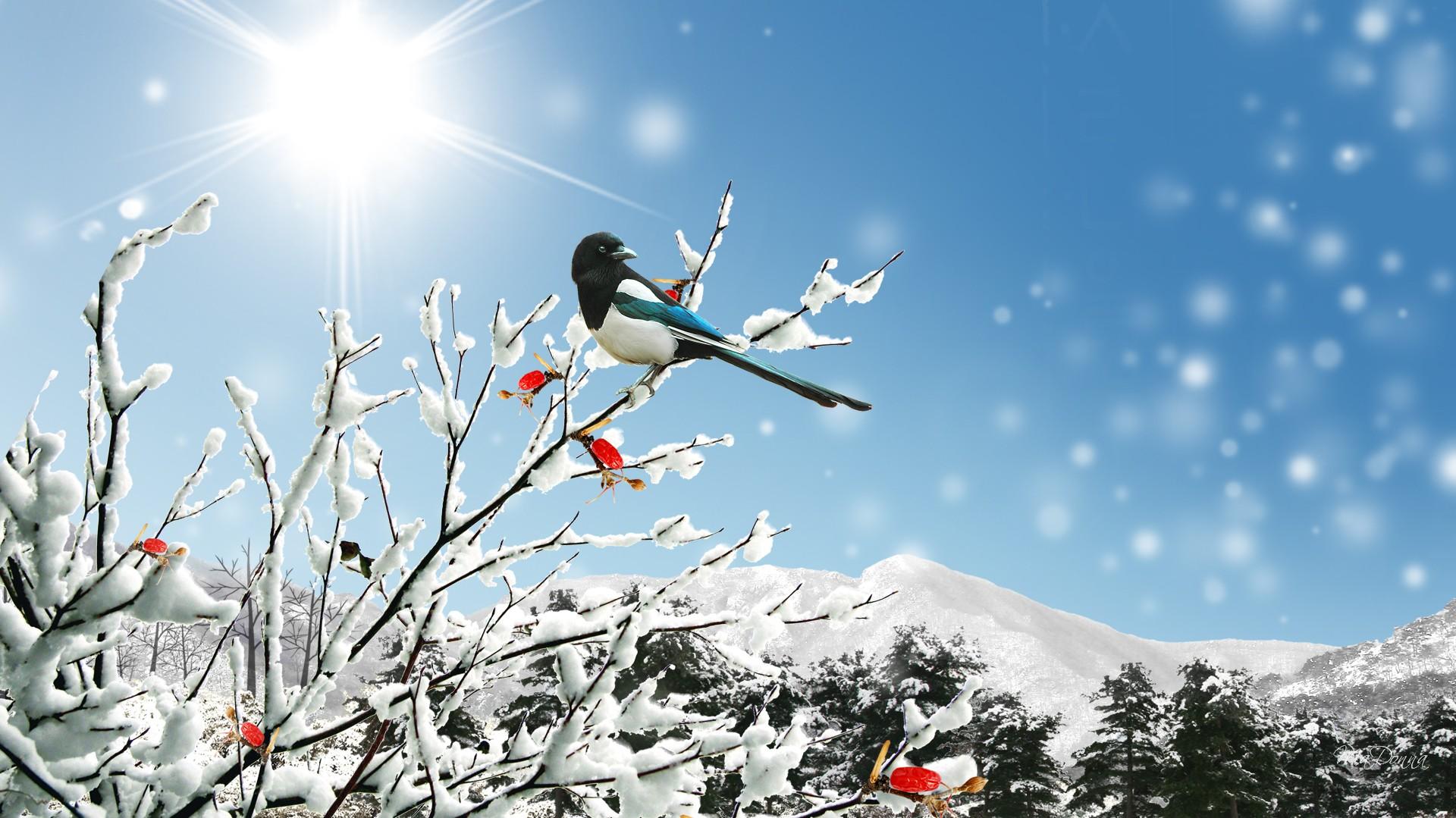 1920x1079 Free download Sunny Winter Day wallpaper ForWallpapercom [1920x1079] for your Desktop, Mobile & Tablet. Explore Sunny Winter Day Wallpaper. Sunny Winter Day Wallpaper, Sunny Day Background, Sunny Day Wallpaper