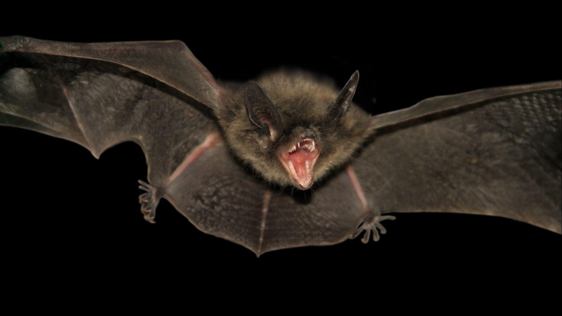 1920x1080 Bat. Nature Wallpaper for Android