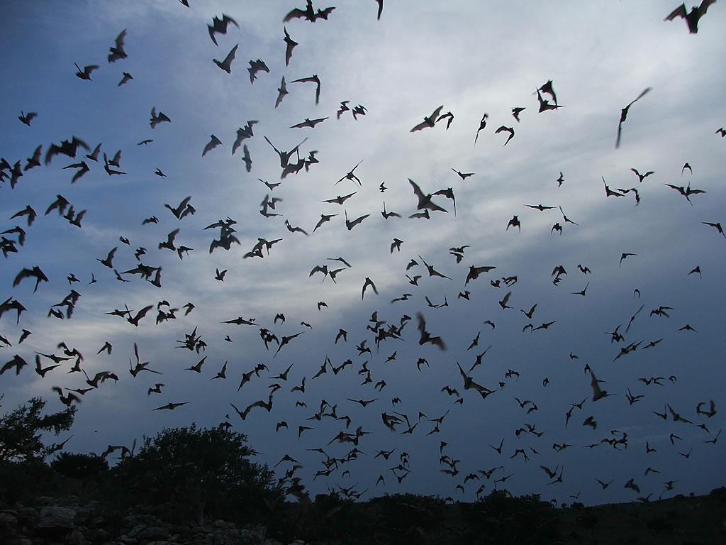 Bats Flying Wallpapers - Top Free Bats Flying Backgrounds - WallpaperAccess