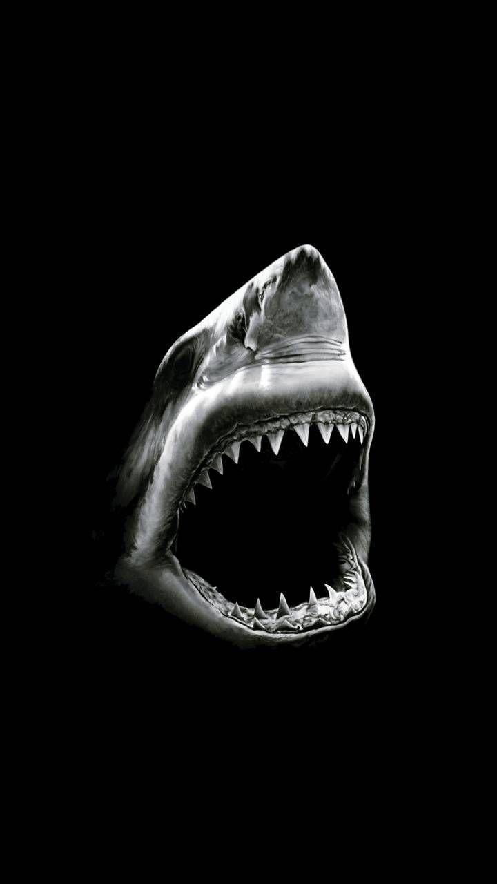 720x1280 Shark background