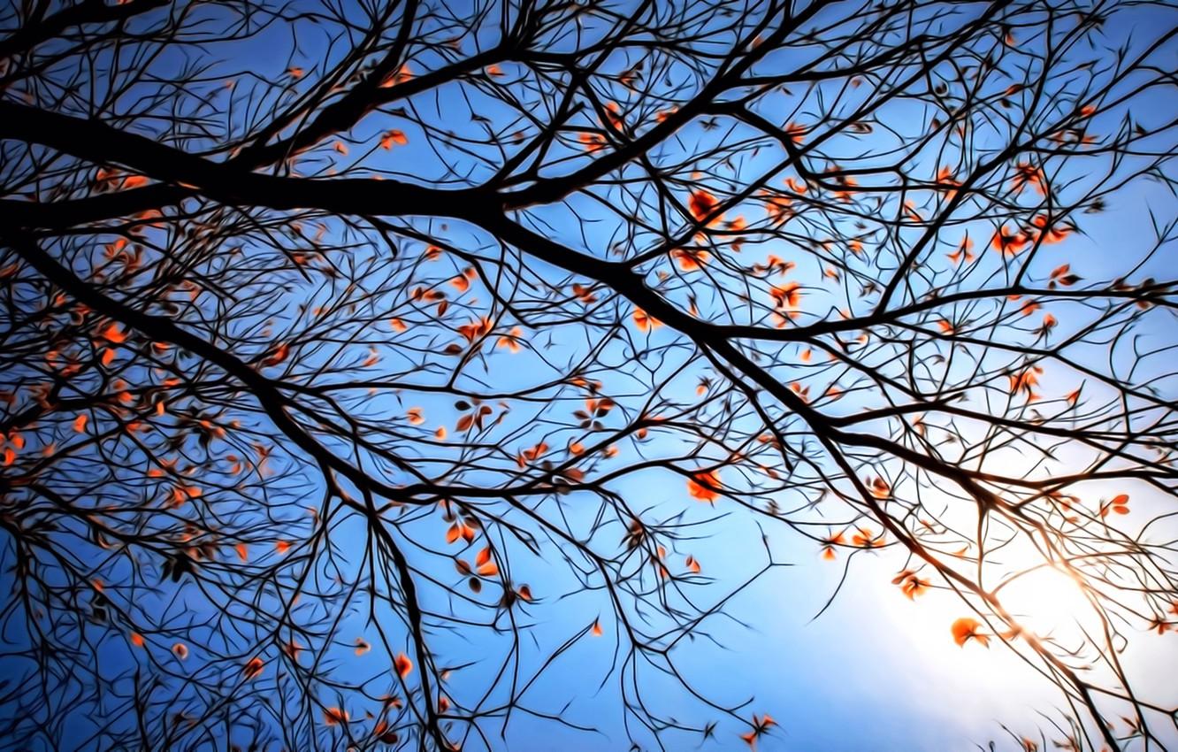 1332x850 Wallpaper rendering, branch, blue background, the last leaves, cloudless sky, the evening sun, lace autumn, autumn branch, autumn day by sundown, the sun image for desktop, section рендеринг