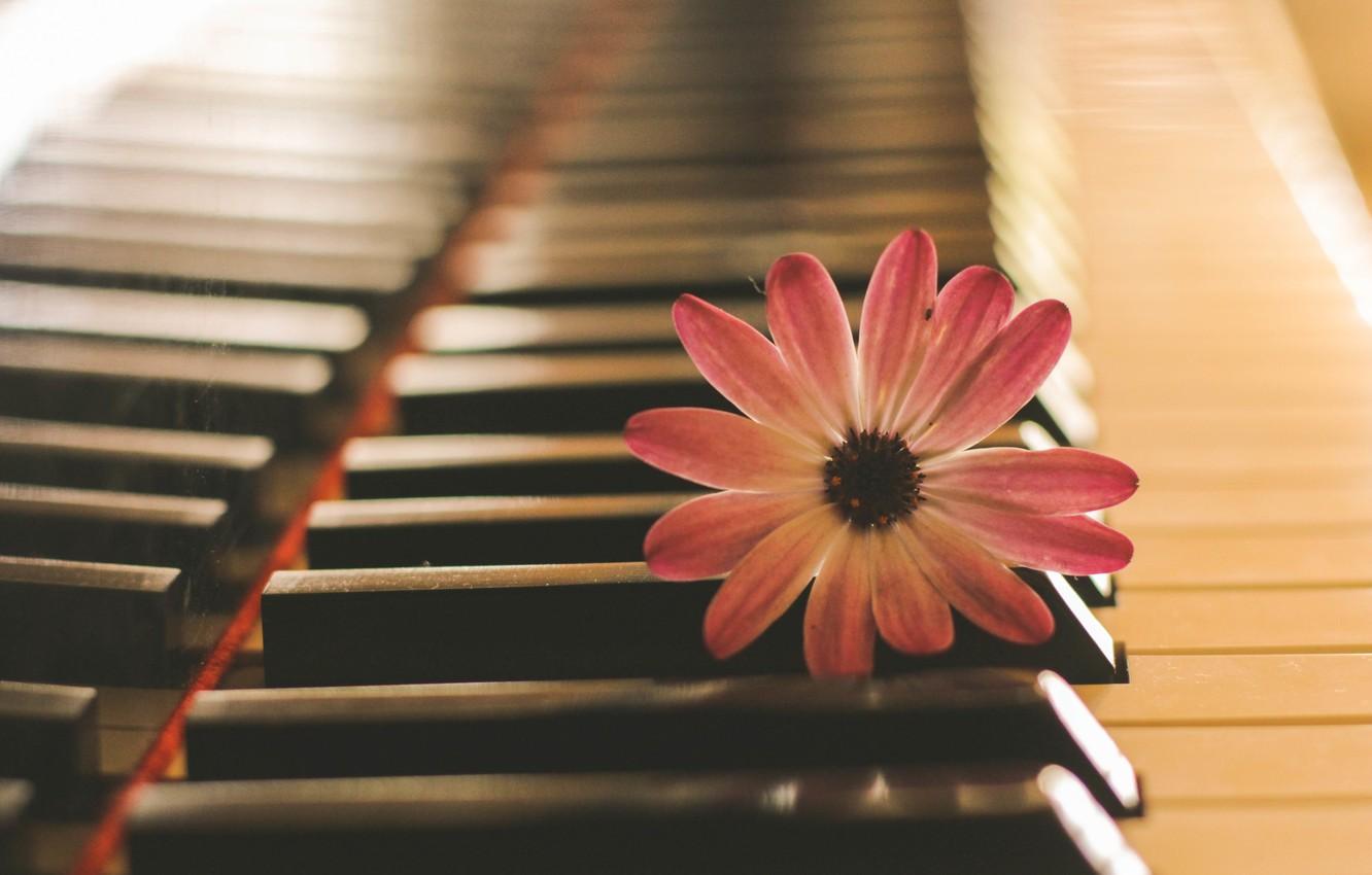 Piano And Flowers Wallpapers Top Free Piano And Flowers Backgrounds Piano And Flowers Wallpapers Top Free Piano And Flowers Backgrounds