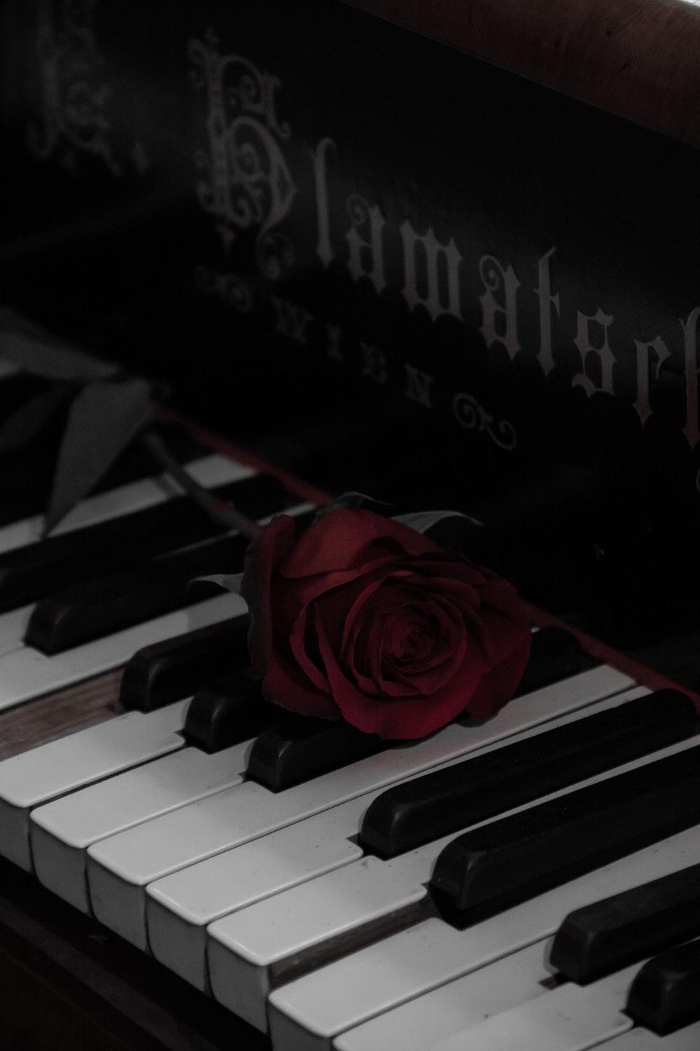 1000x1500 Piano Rose Picture. Download Free Image