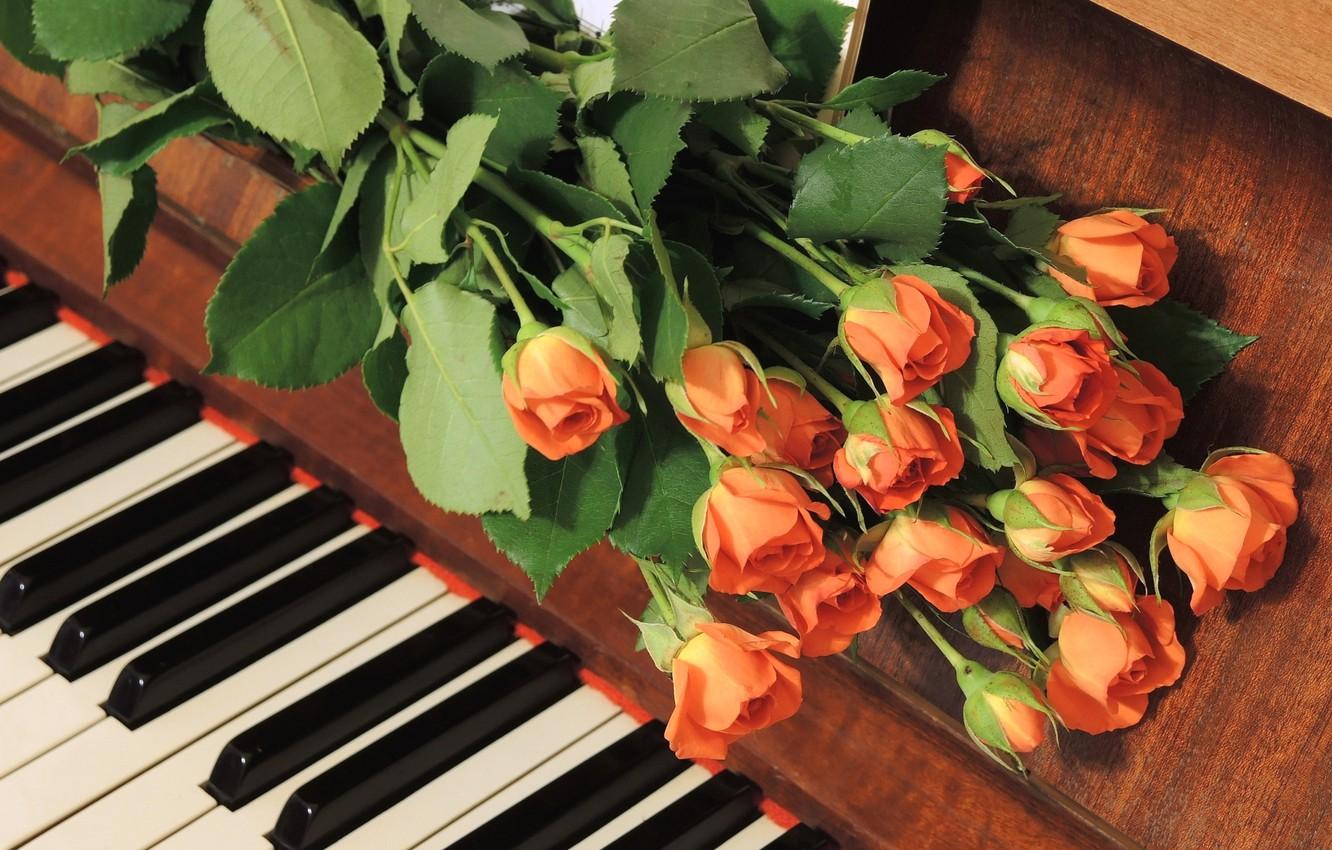 1332x850 Wallpaper roses, piano, buds image for desktop, section цветы