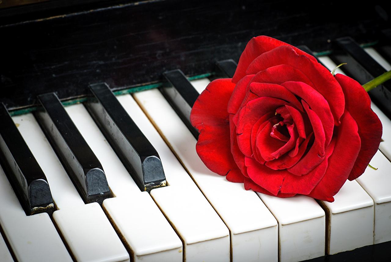 1280x856 Picture Piano Red Roses Flowers Closeup