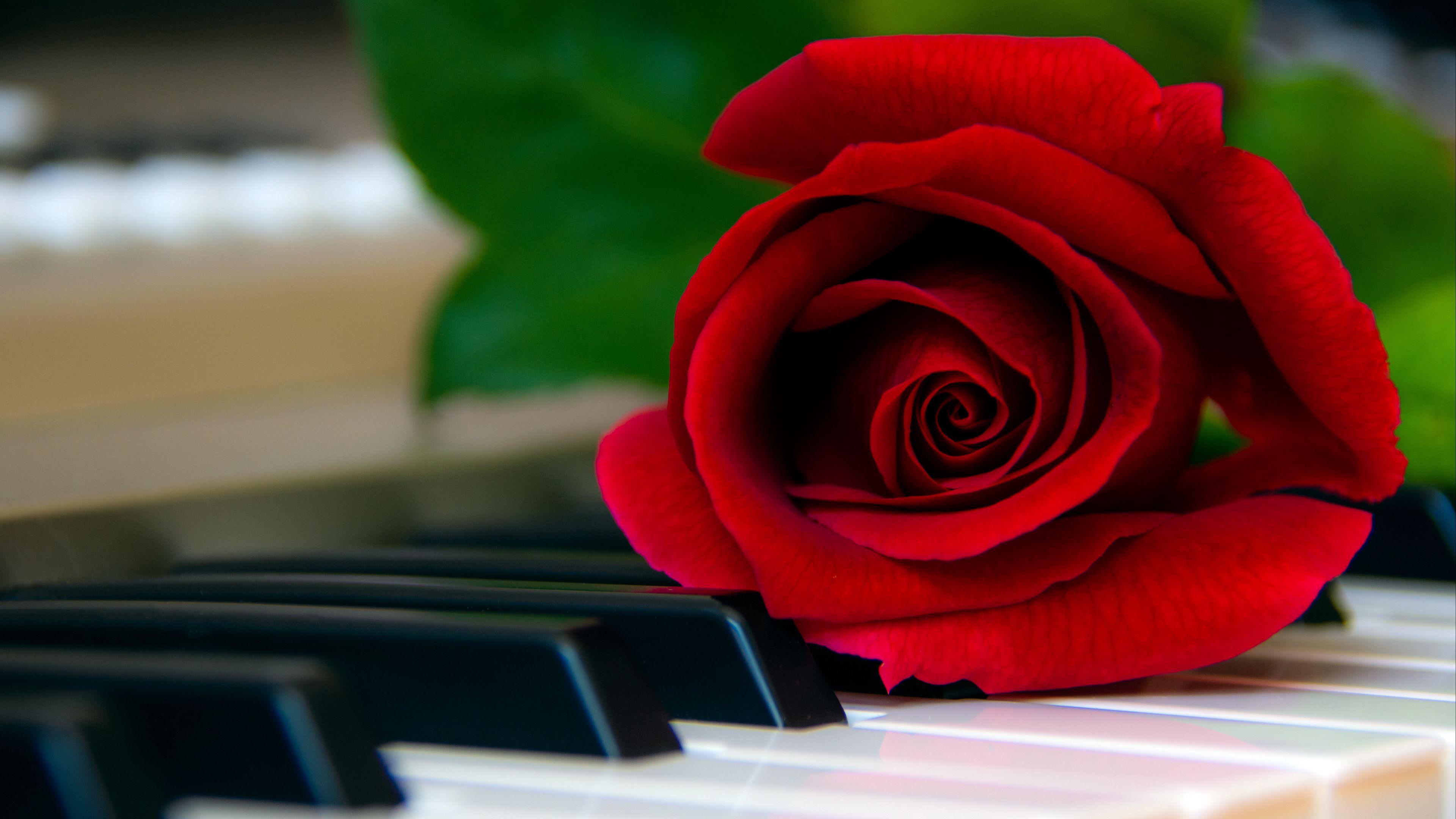 3840x2160 Download wallpaper 3840x2160 rose, flower, piano, keys, red 4k uhd 16:9 HD background