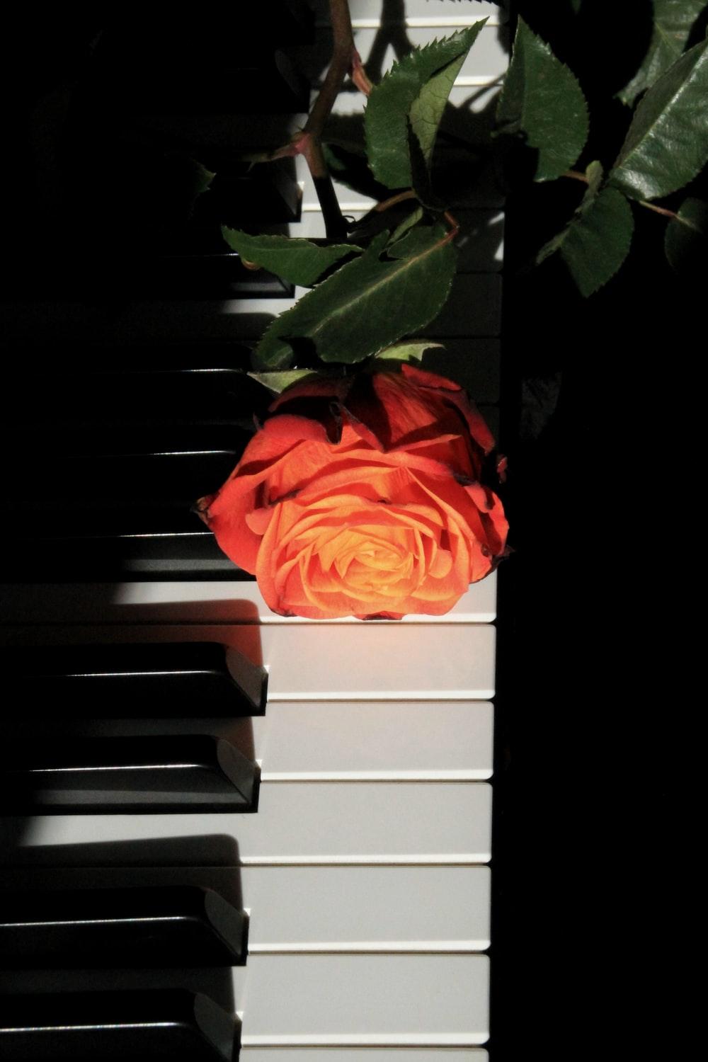 1000x1500 Piano Rose Picture. Download Free Image