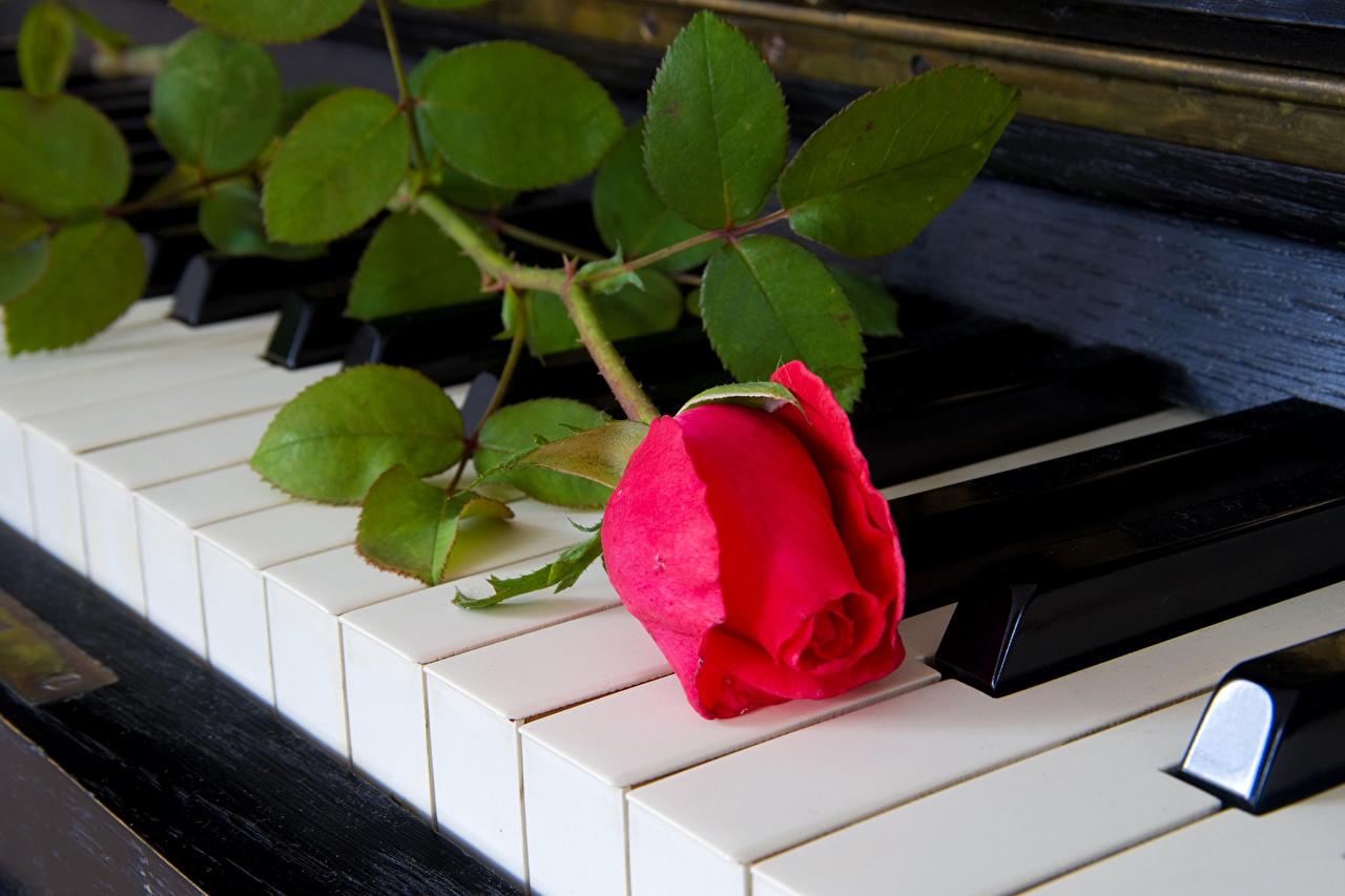 1280x853 Desktop Wallpaper Piano Red Roses Flowers
