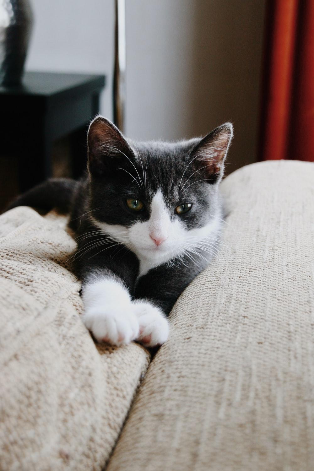 1000x1500 blackadn white Tuxedo kitten photo