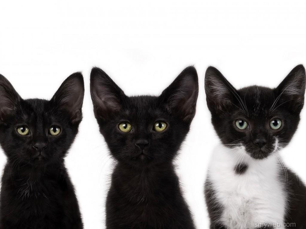 1024x768 Black Cat Animal HD Wallpaper Download 4. Animals, Cats, Black and white kittens