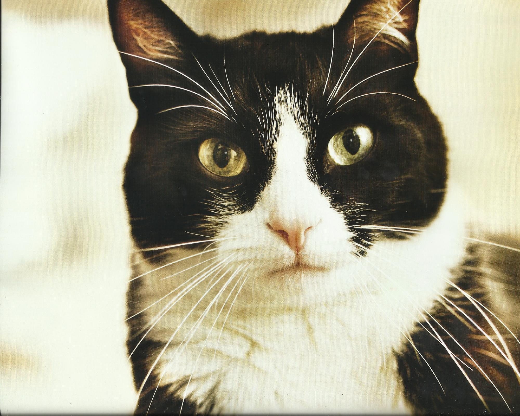 2000x1600 Free download 44 animal tuxedo cat wide HD wallpaper download tuxedo cat image [2000x1600] for your Desktop, Mobile & Tablet. Explore Tuxedo Cats Wallpaper. Tuxedo Cats Wallpaper, Tuxedo Mask Wallpaper, Cats Wallpaper