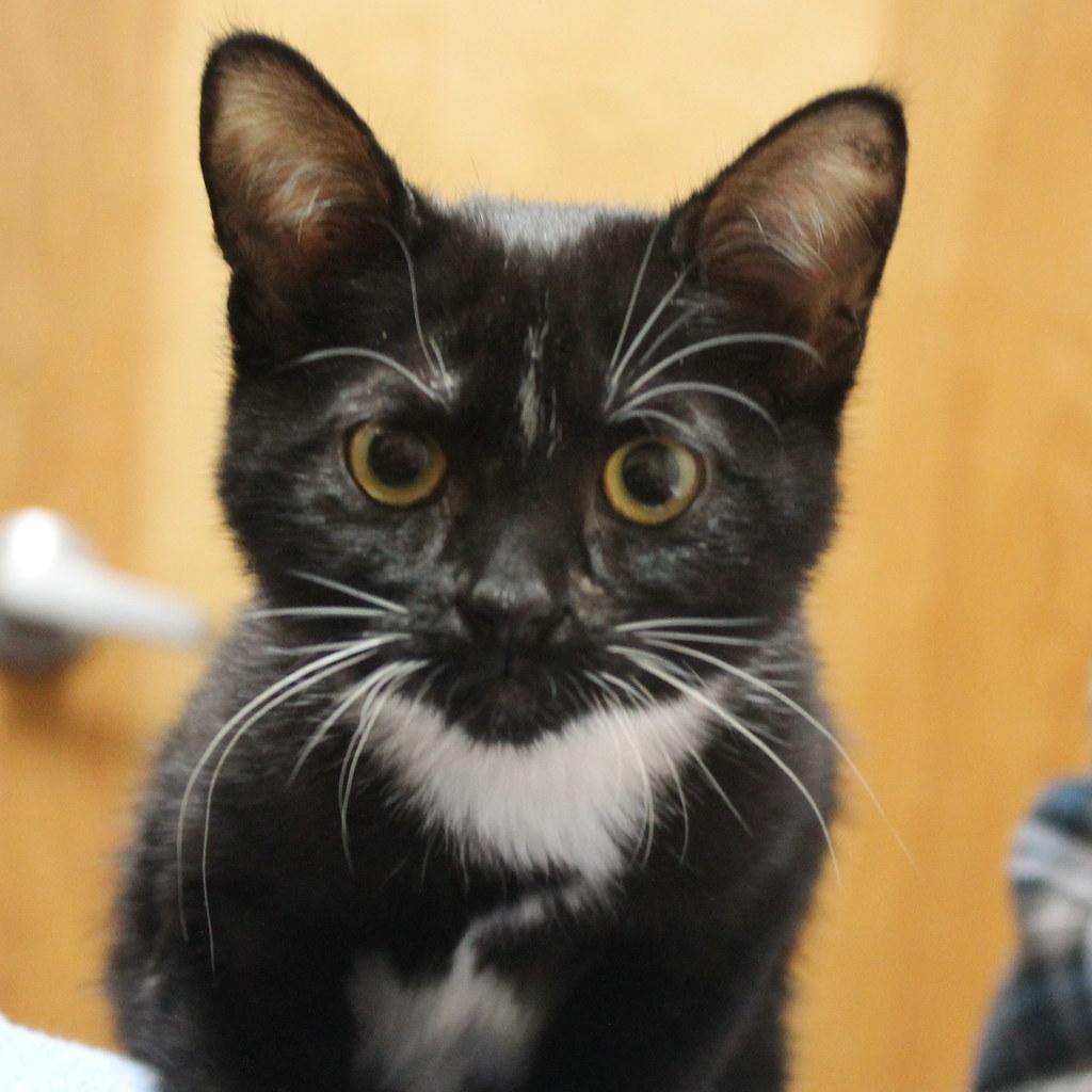 1024x1024 black and white tuxedo cute cat kitten. Mariposa Veterinary Wellness Center in Lenexa, KS