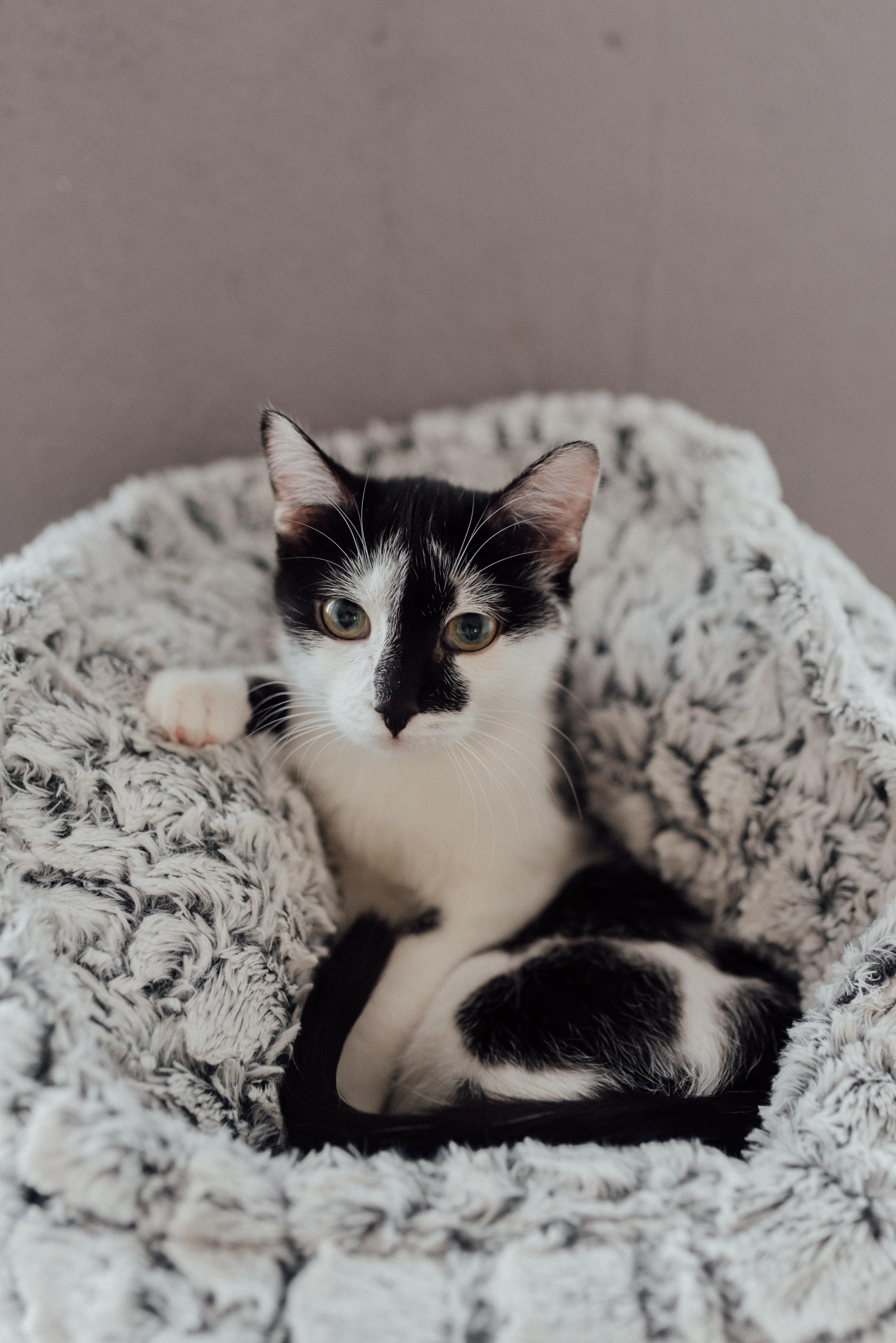 2670x4000 A Tuxedo Kitten on Gray Furry Textile · Free