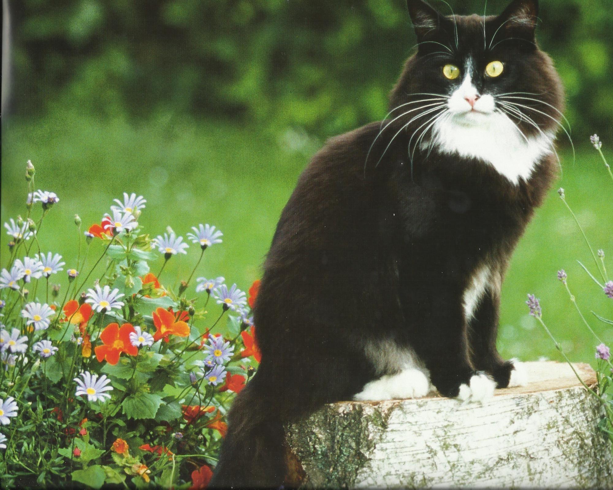 2000x1600 Free download Tuxedo Cat Desktop Wallpaper Tuxedo Cat Image Cool Background [2000x1600] for your Desktop, Mobile & Tablet. Explore Tuxedo Cats Wallpaper. Tuxedo Cats Wallpaper, Tuxedo Mask Wallpaper, Cats Wallpaper
