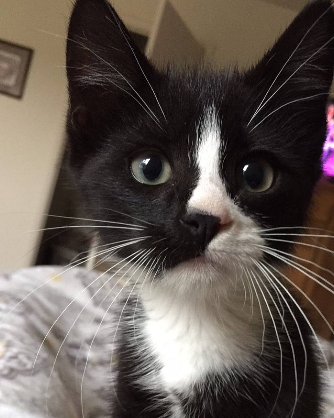 1080x1350 Pawsitively Fascinating Facts About Tuxedo Cats