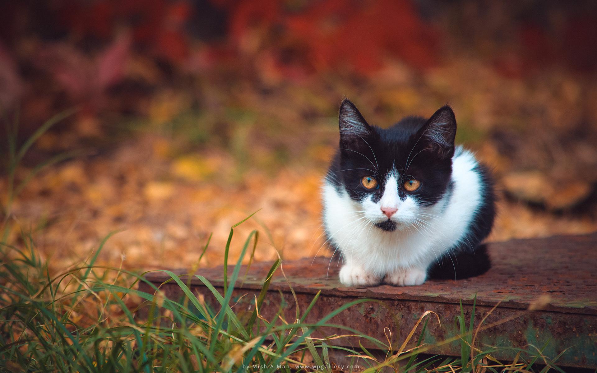 1920x1200 Autumn Kitten