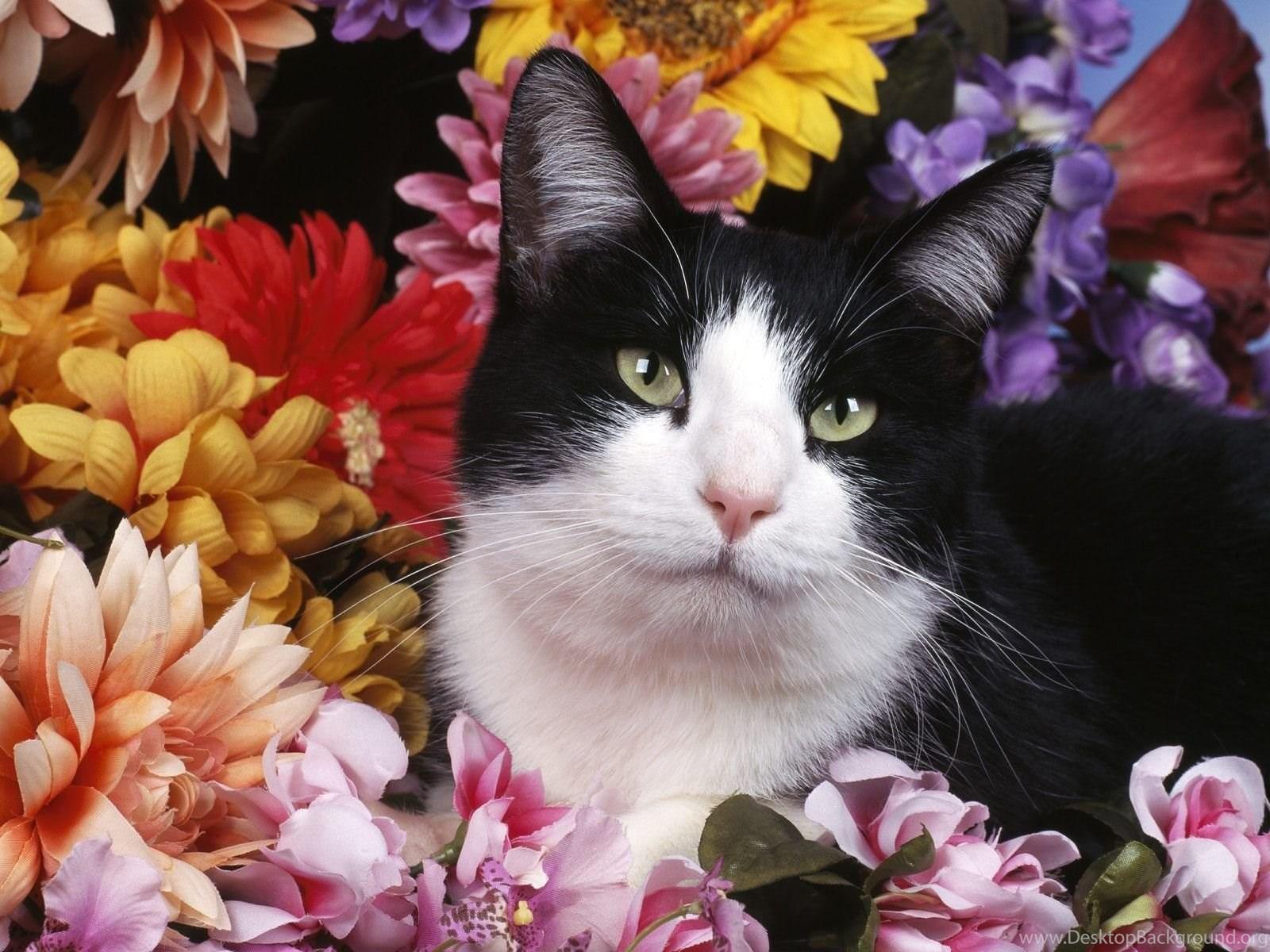 1600x1200 Cats: Untitled Shorthair Kitten Cats Sitting Pretty Tuxedo Cat. Desktop Background