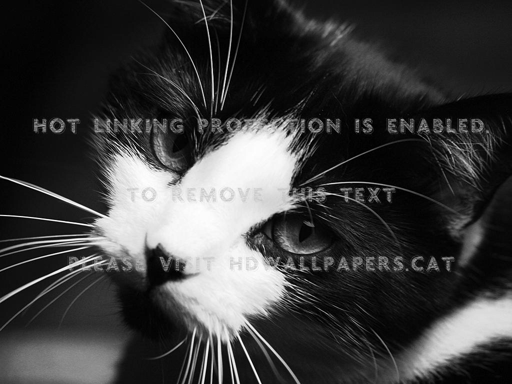 1024x768 Tuxedo Bw Cats Photo Kitten Black And White