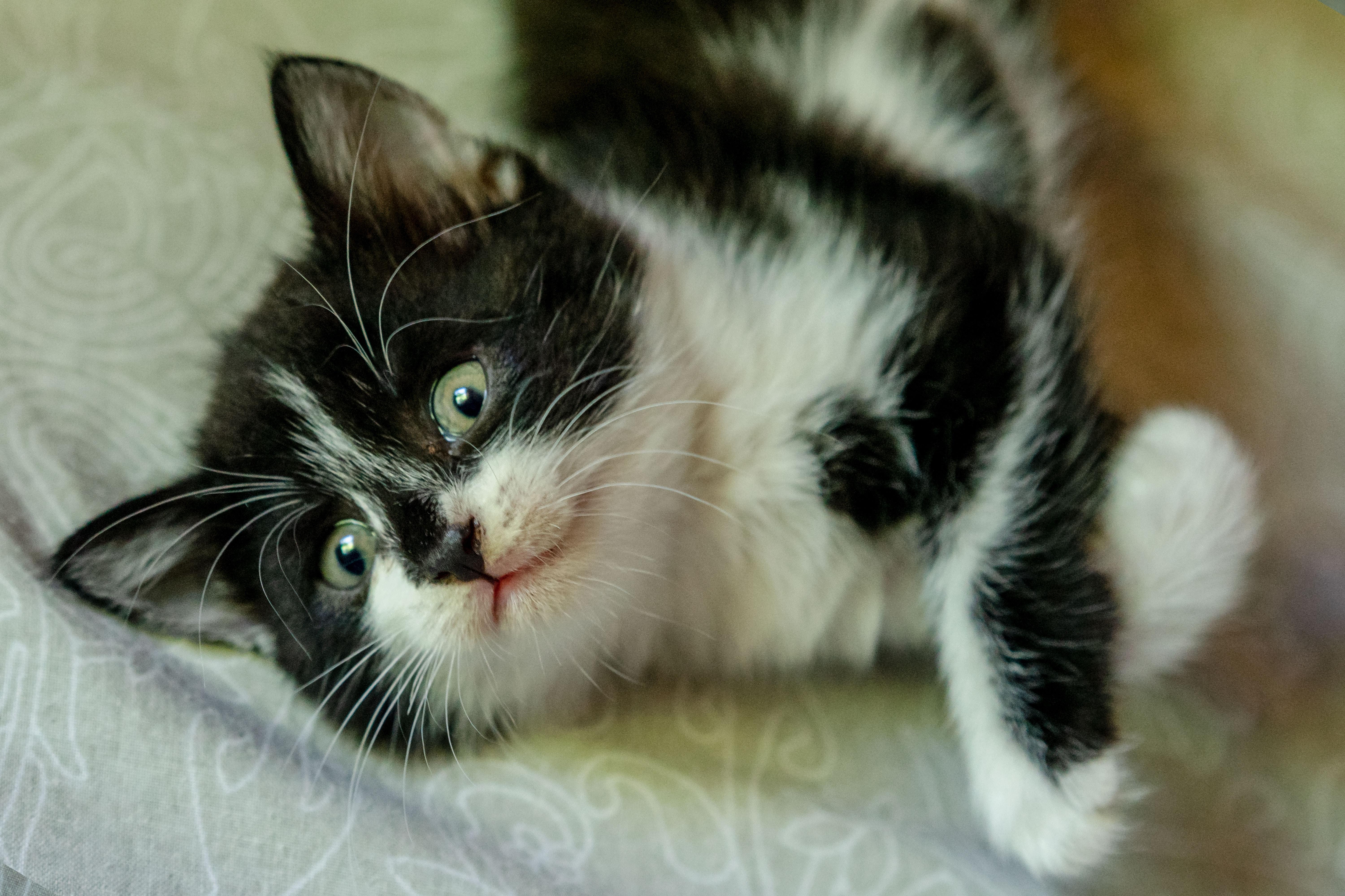 6000x4000 Best Tuxedo Cat Photo · 100% Free Downloads
