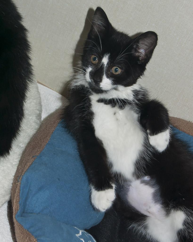 819x1024 Tuxedo Kittens Take the Best Photo. Musings of a Feline Foster Dad