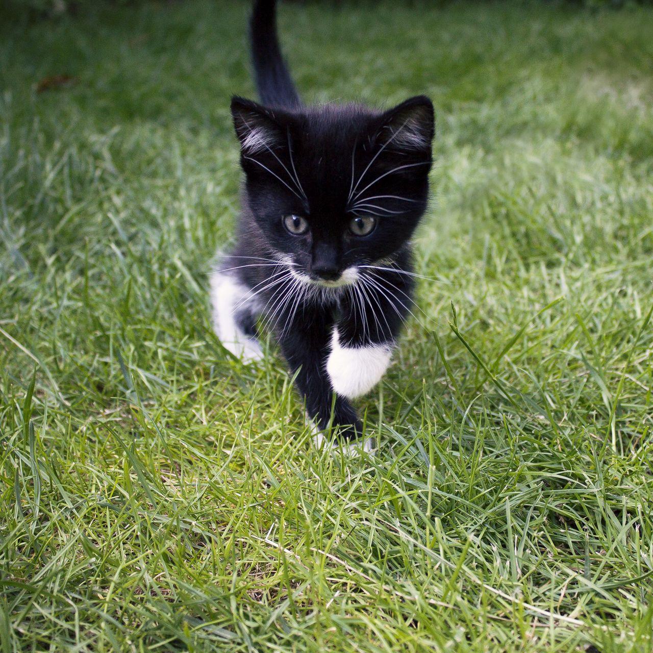 1280x1280 Download wallpaper 1280x1280 kitten, cat, grass, walk, cute ipad, ipad ipad mini for parallax HD background