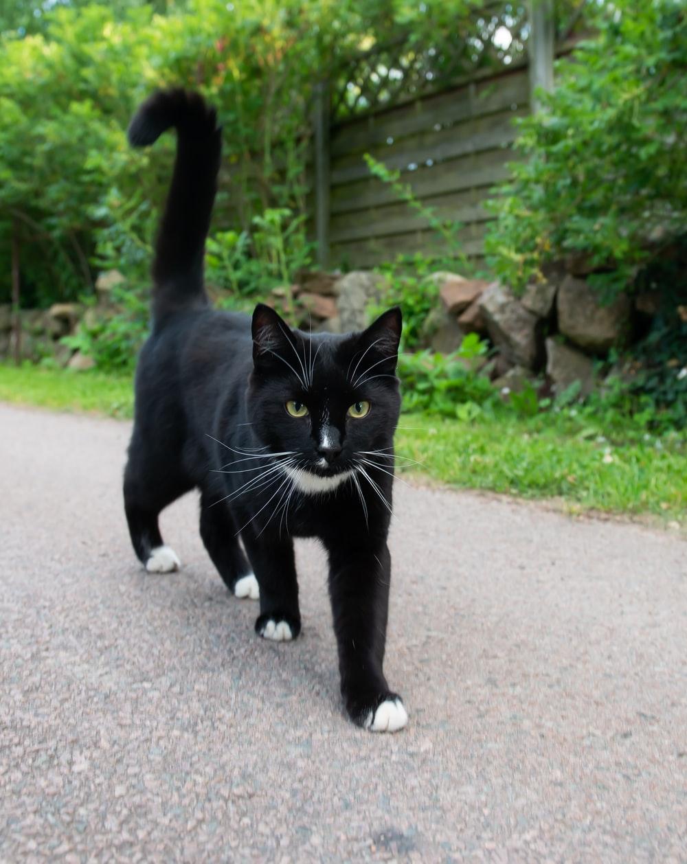 1000x1258 Tuxedo Cat Picture. Download Free Image