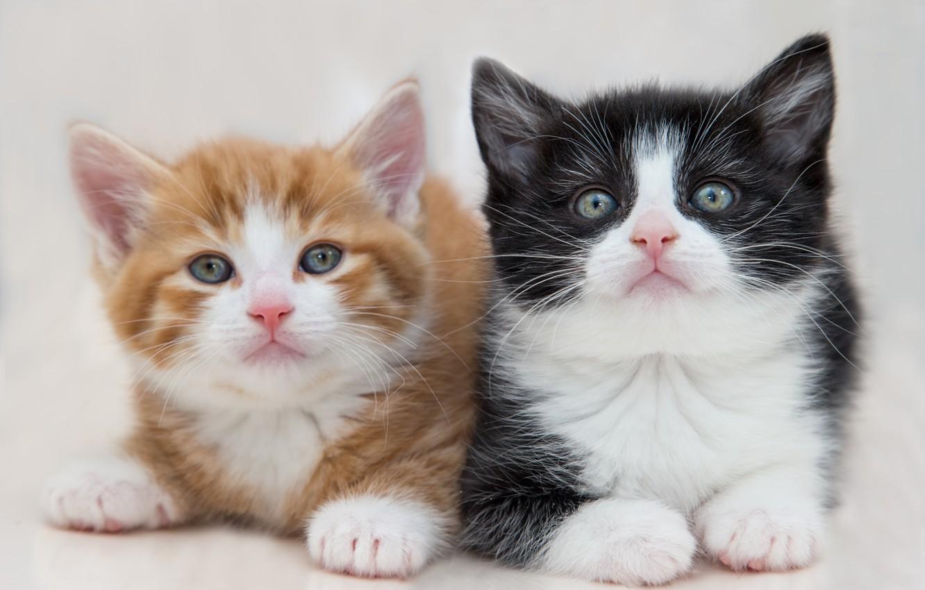 1332x850 Wallpaper white, look, cats, pose, kitty, background, black and white, black, portrait, light, baby, red, muzzle, pair, kittens, kitty image for desktop, section кошки