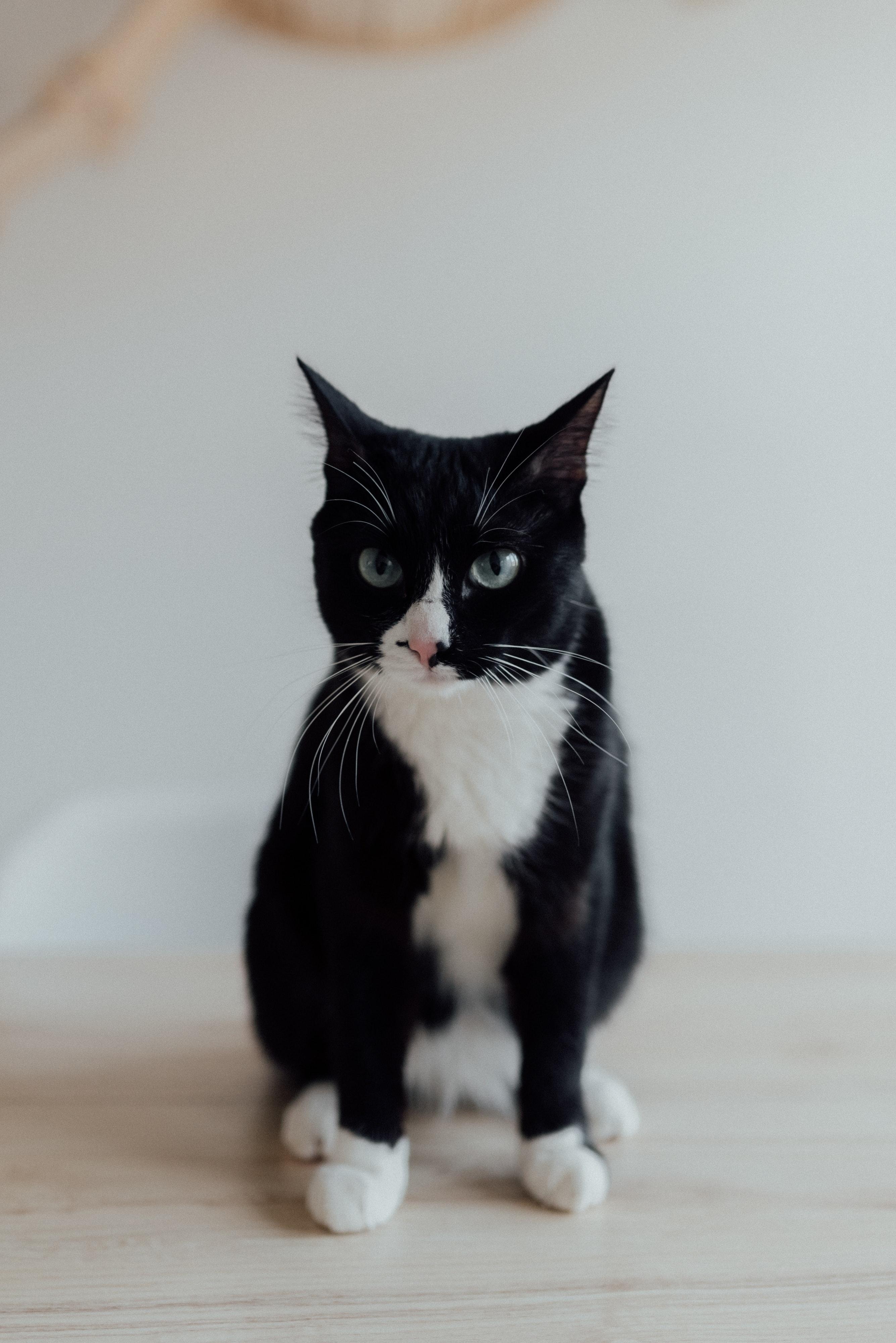 2670x4000 Best Tuxedo Cat Photo · 100% Free Downloads