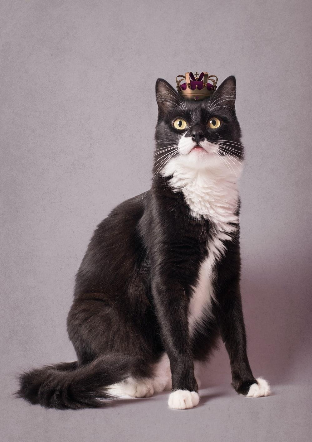 1000x1418 Tuxedo Cat Picture. Download Free Image
