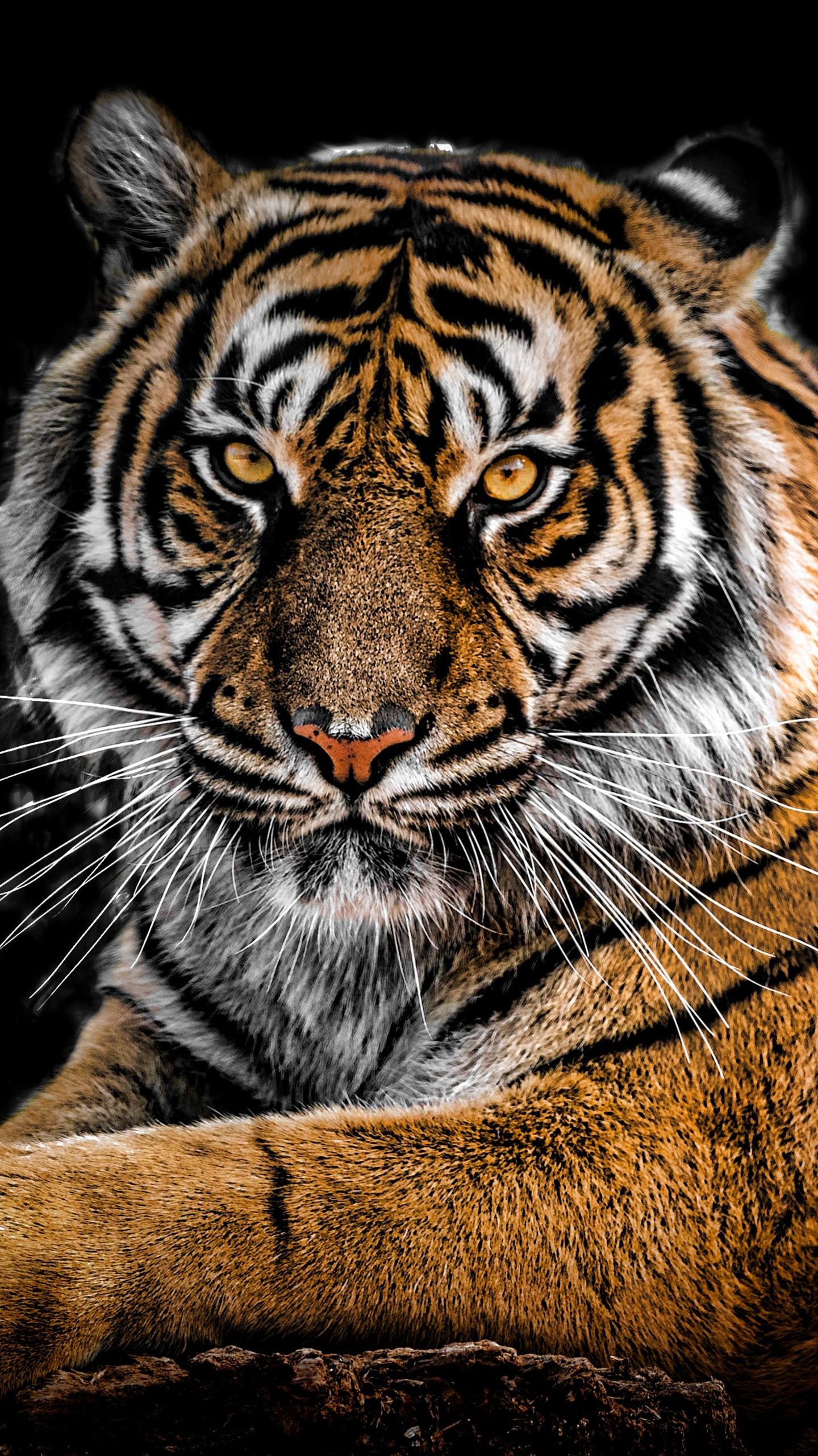 1440x2560 Tigers 4k Mobile Wallpaper