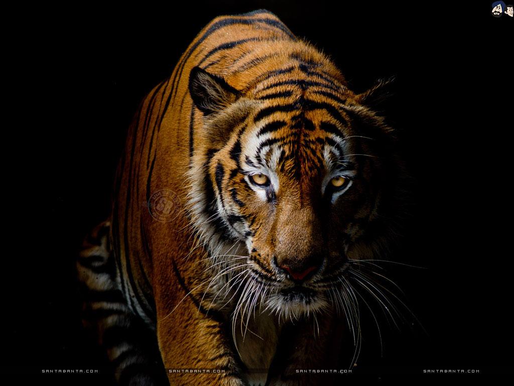 4K HD Tiger Wallpapers - Top Free 4K HD Tiger Backgrounds - WallpaperAccess
