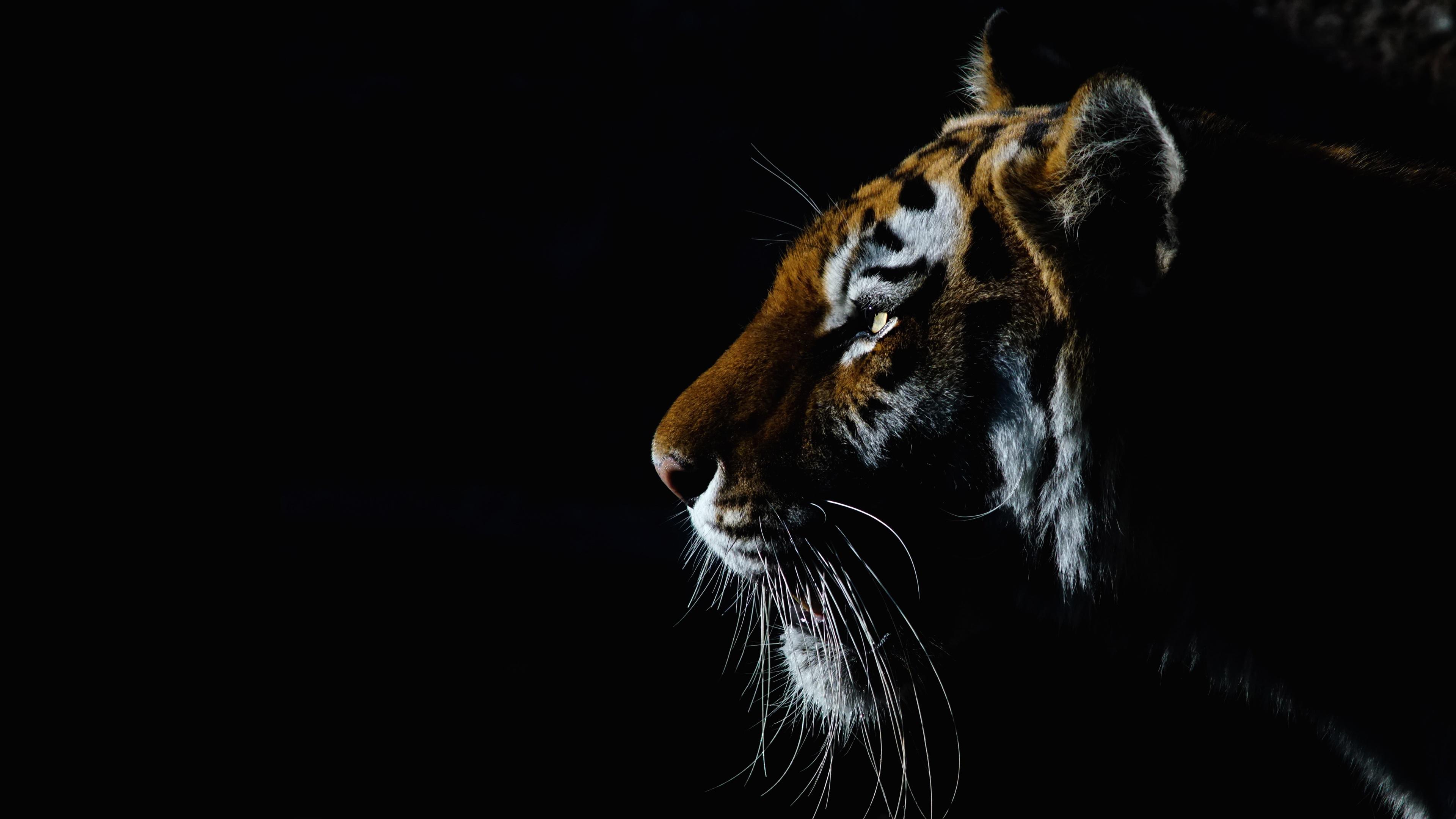 3840x2160 Animal Tiger 4K HD Wallpaper