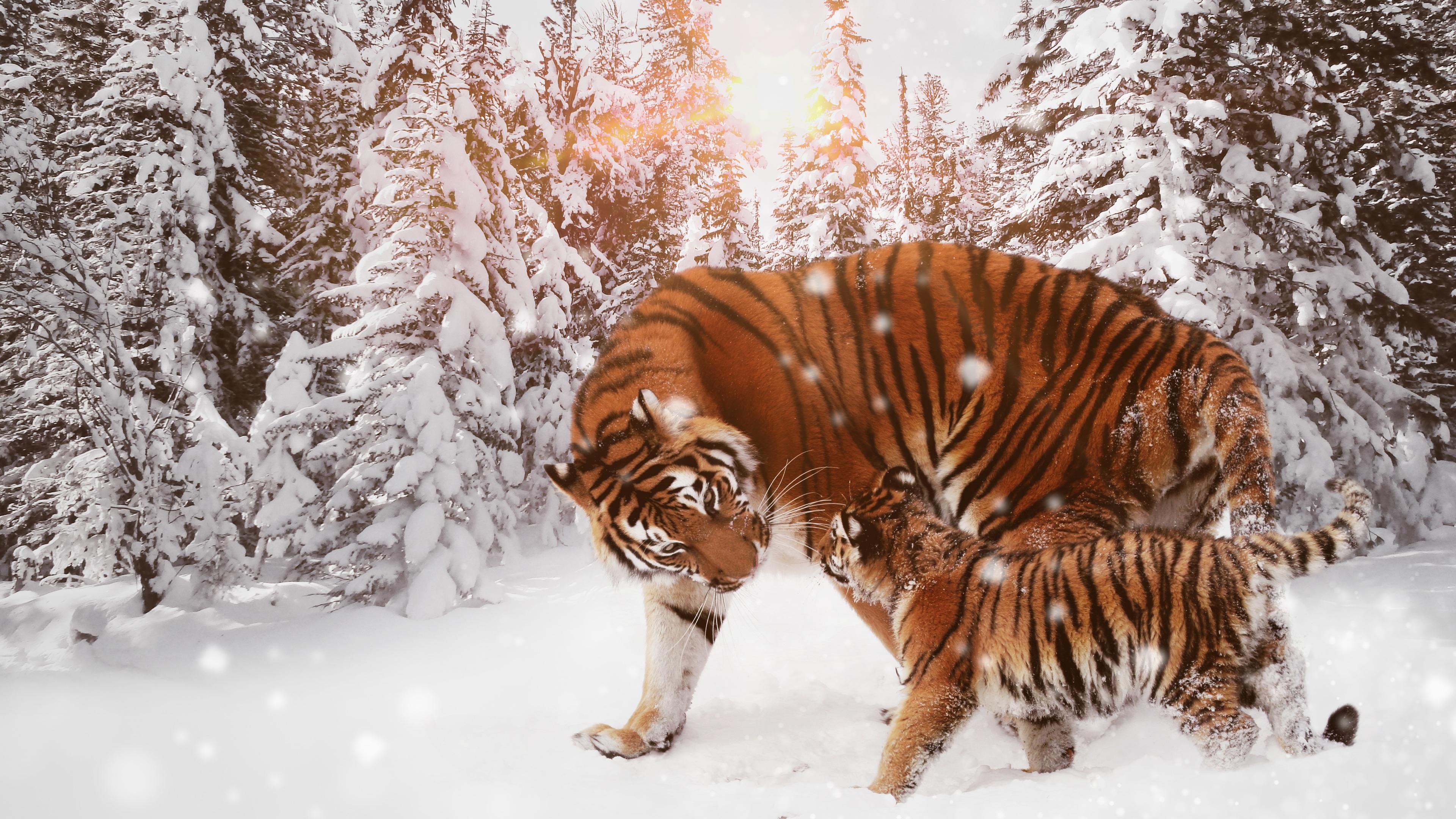 3840x2160 Tiger With Cub 4k In Snow HD