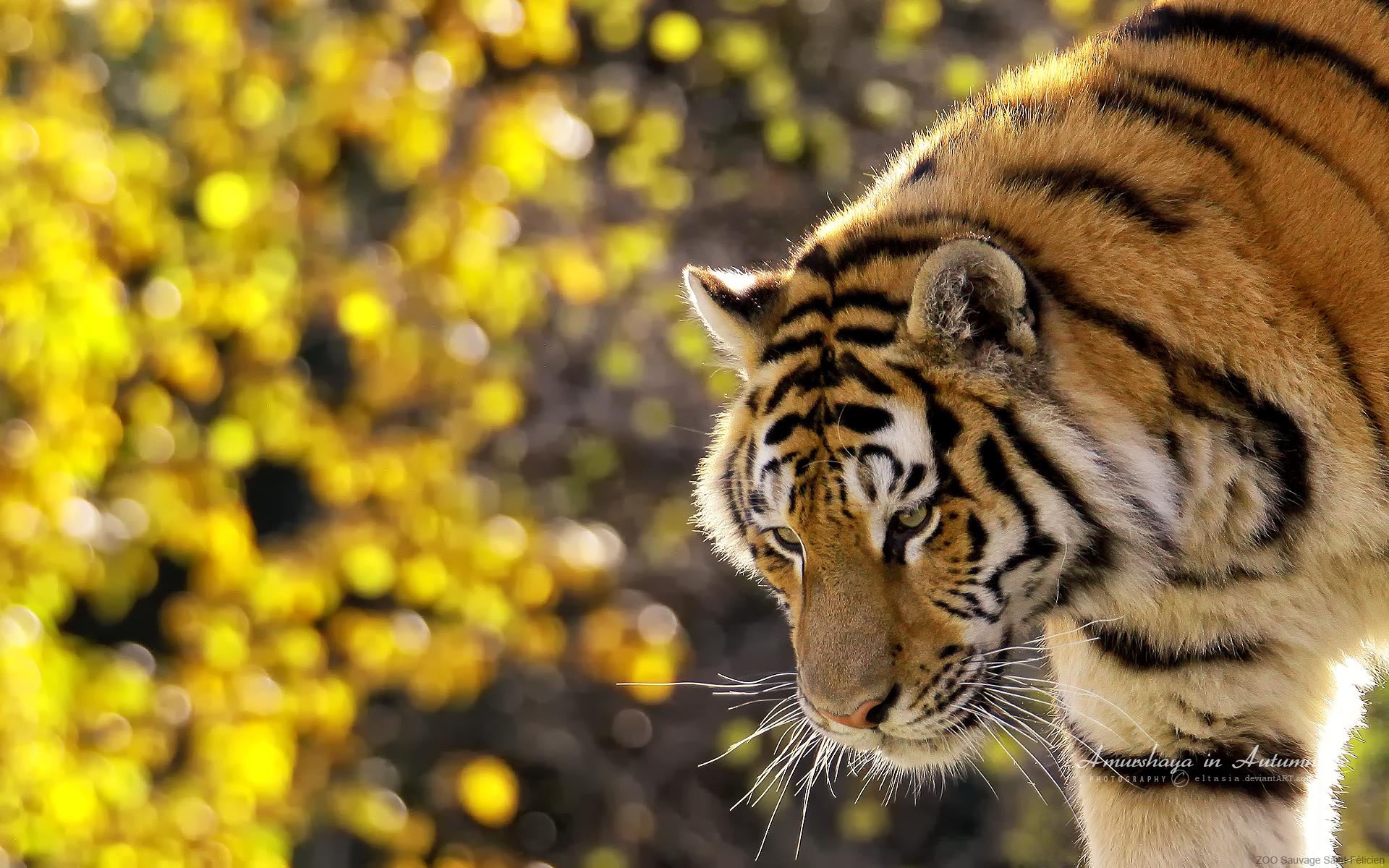 1920x1200 Wallpaper 4k Beautiful Tiger Wallpaper