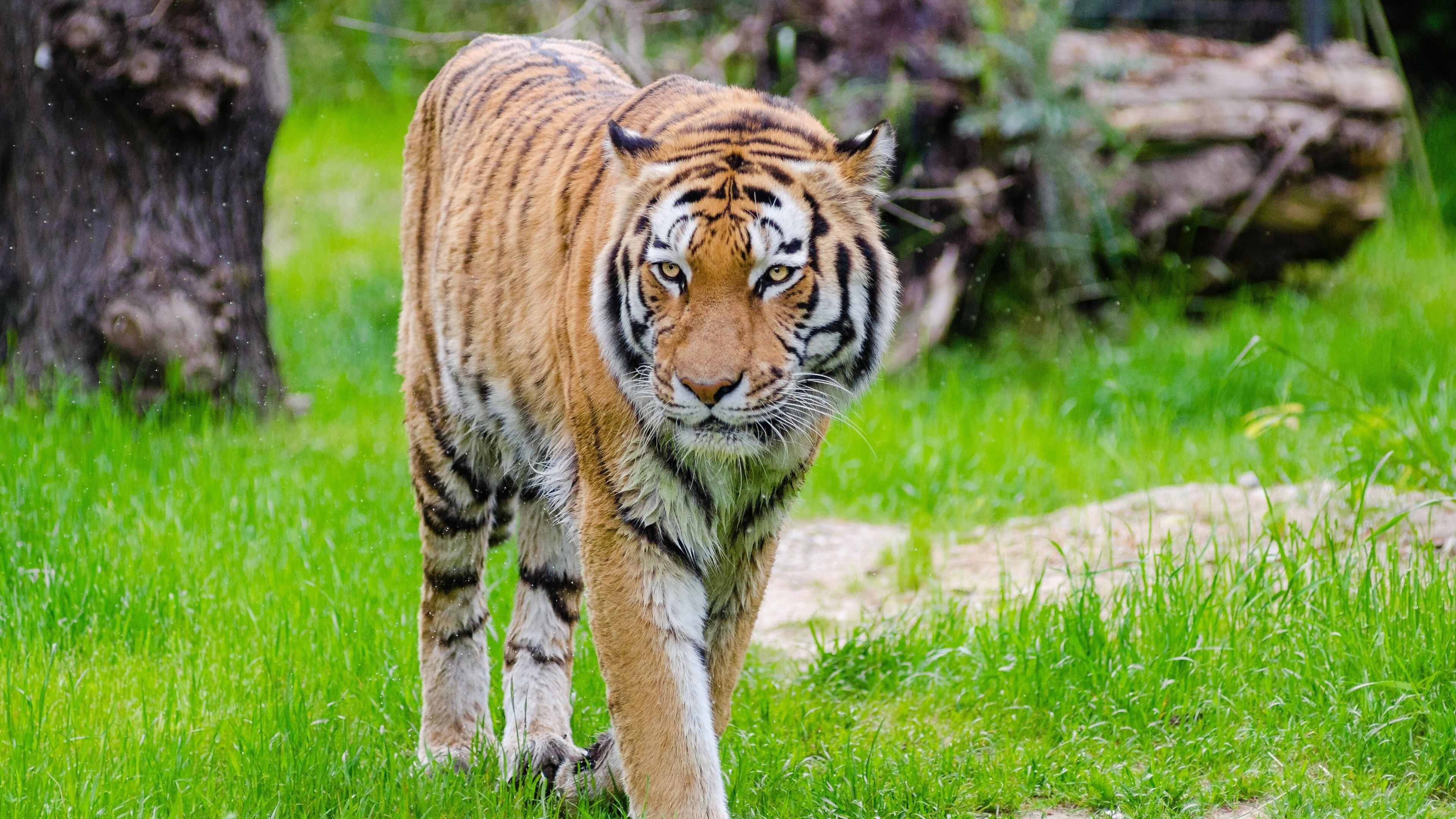 3840x2160 Tiger 4K Wallpaper