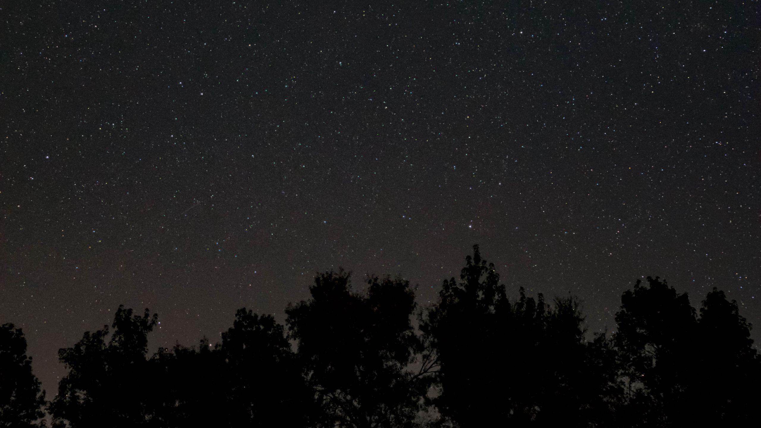 2560x1440 Download wallpaper 2560x1440 starry sky, stars, night, trees, dark widescreen 16:9 HD background