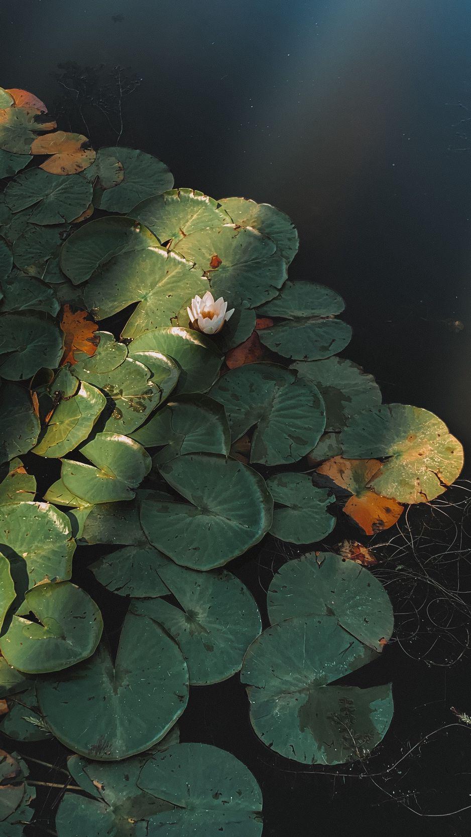 938x1668 Download Wallpaper 938x1668 Lotus, Flower, Plant, Pond Iphone 8 7 6s 6 For Parallax HD Background