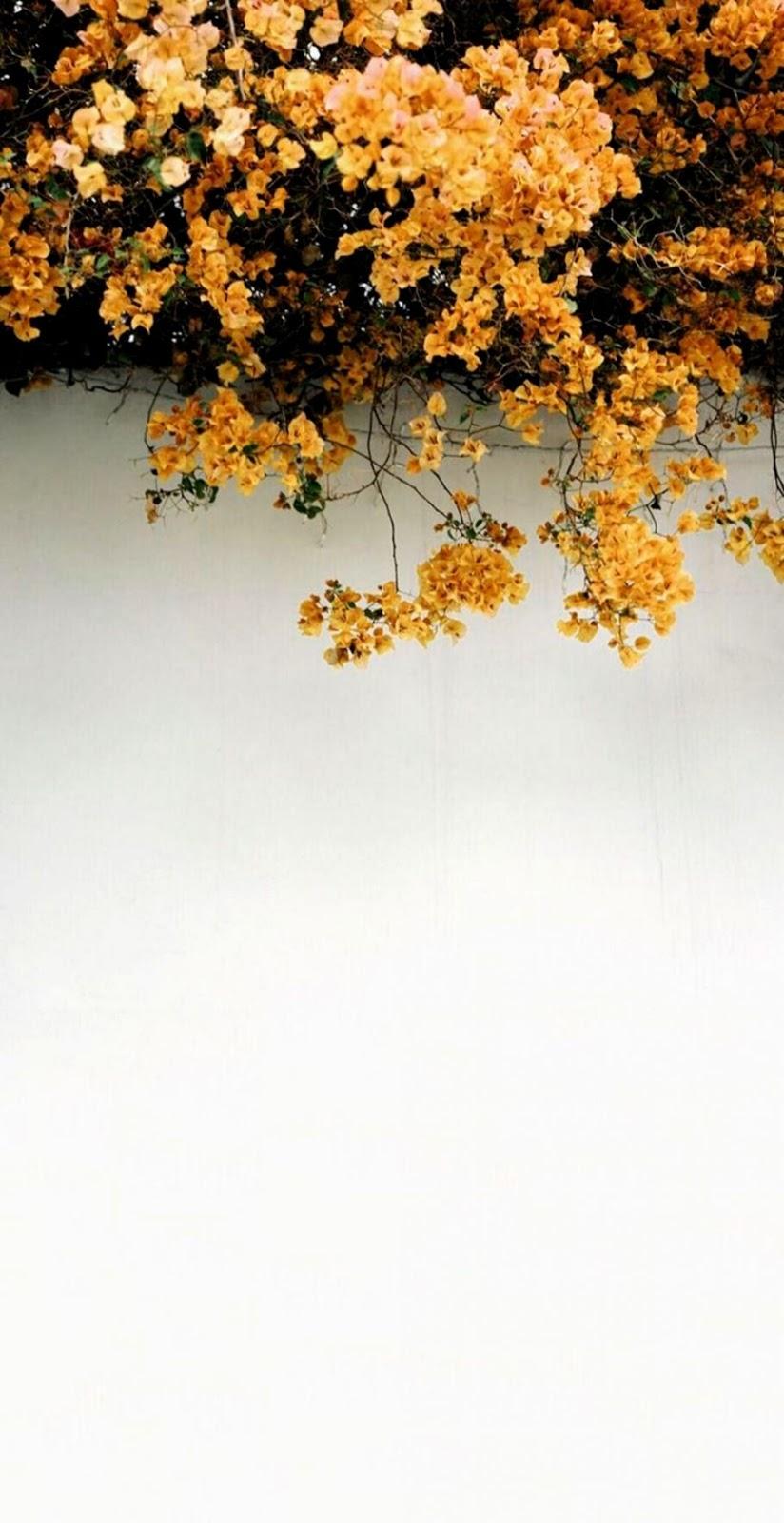 824x1600 Yellow Theme Wallpaper