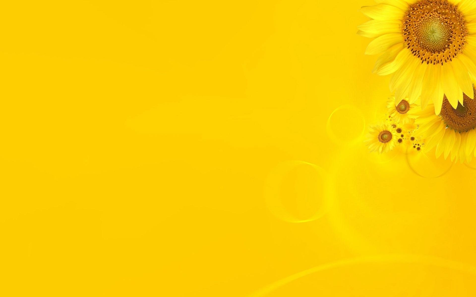 1920x1200 Free download download Yellow sunflower theme HD wallpaper HD Wallpaper [1920x1200] for your Desktop, Mobile & Tablet. Explore Yellow Theme Wallpaper. The Yellow Wallpaper Theme, The Yellow Wallpaper Theme