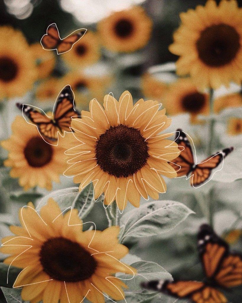 819x1024 Yellow Sunflower Wallpaper For Desktop HD Quality. Yellow Sunflower Desktop Background Image