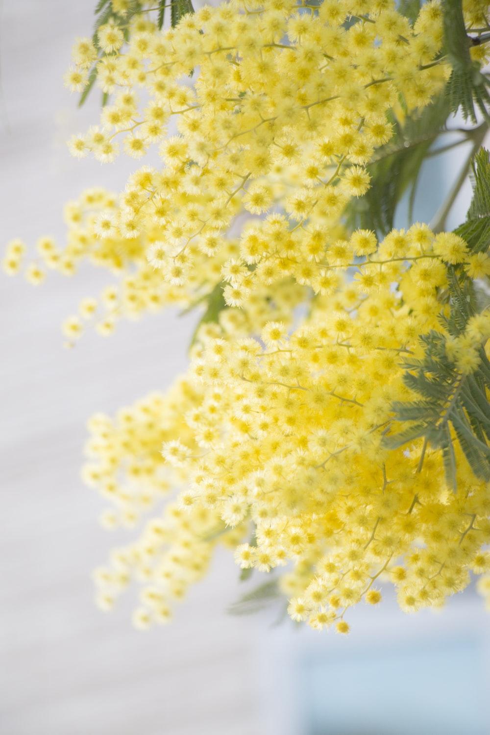 1000x1500 Yellow Wallpaper: Free HD Download [HQ]
