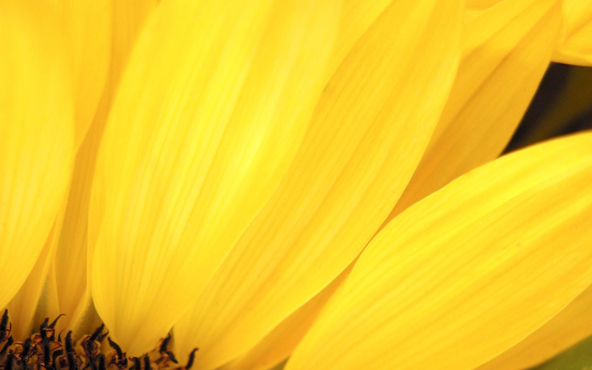 1920x1200 Nature, theme, yellow, flowers