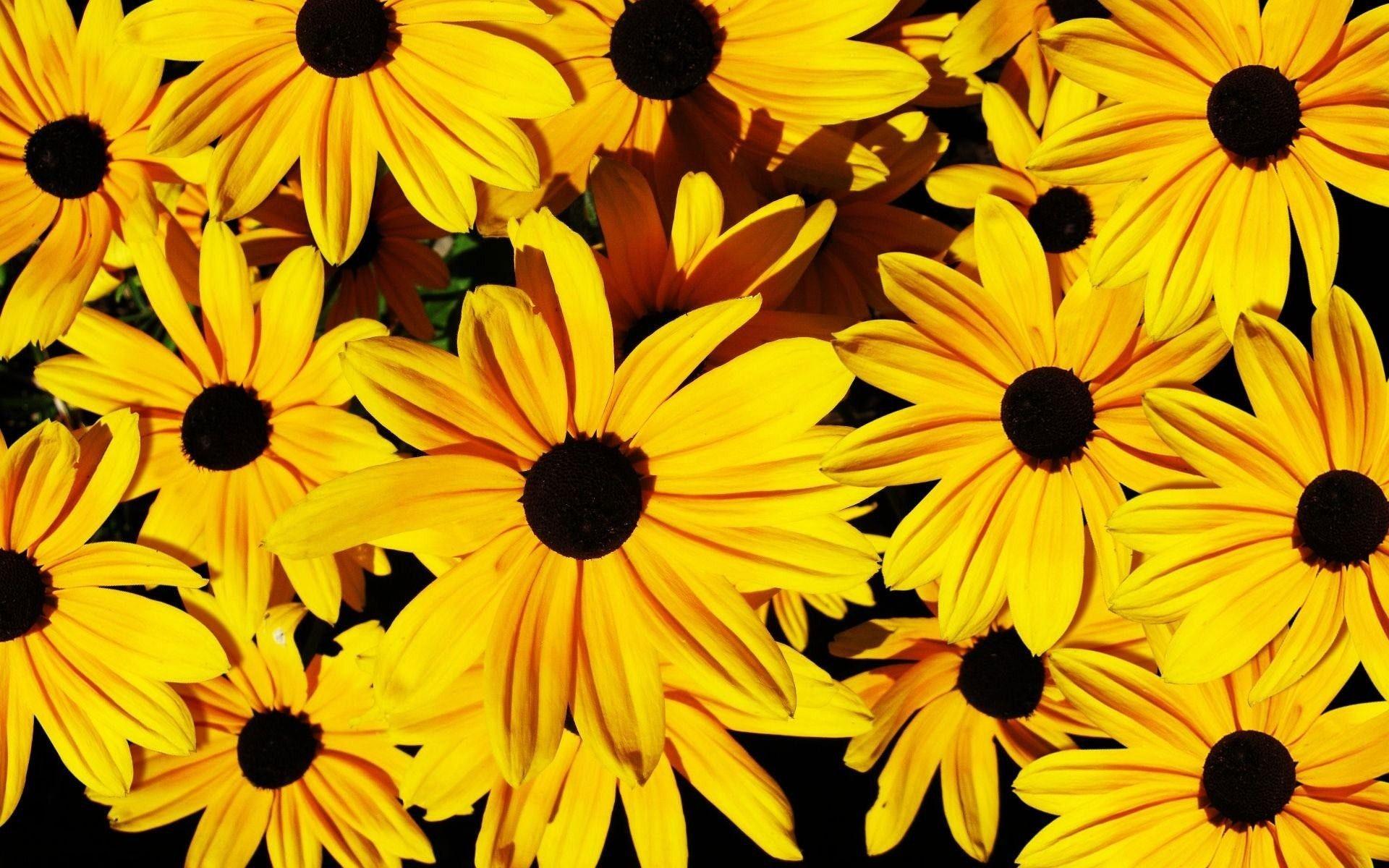 1920x1200 Yellow Tumblr Laptop Wallpaper Wallpaper Popular Yellow Tumblr Laptop Wallpaper Background