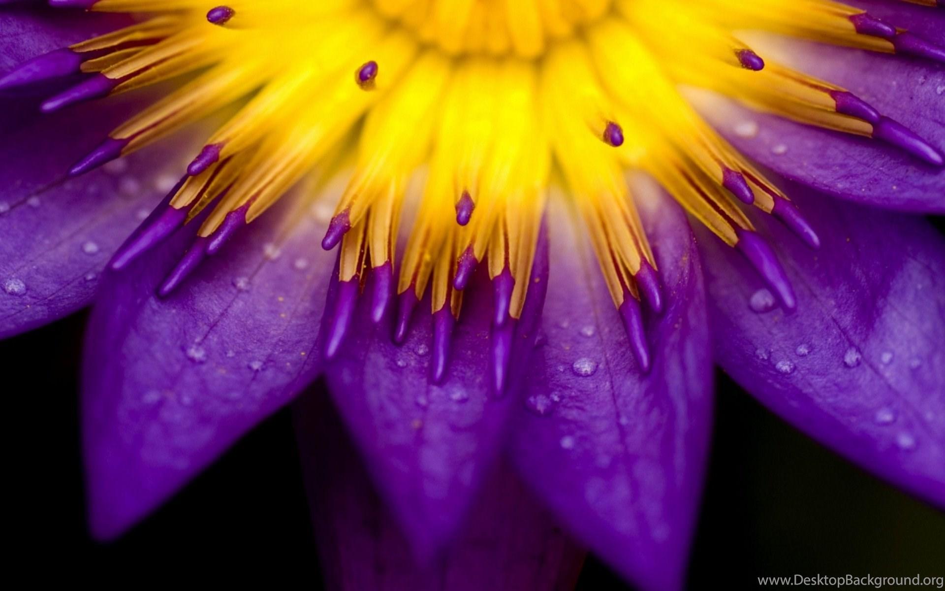 1920x1200 Yellow Purple Flower Theme Wallpaper Desktop Background