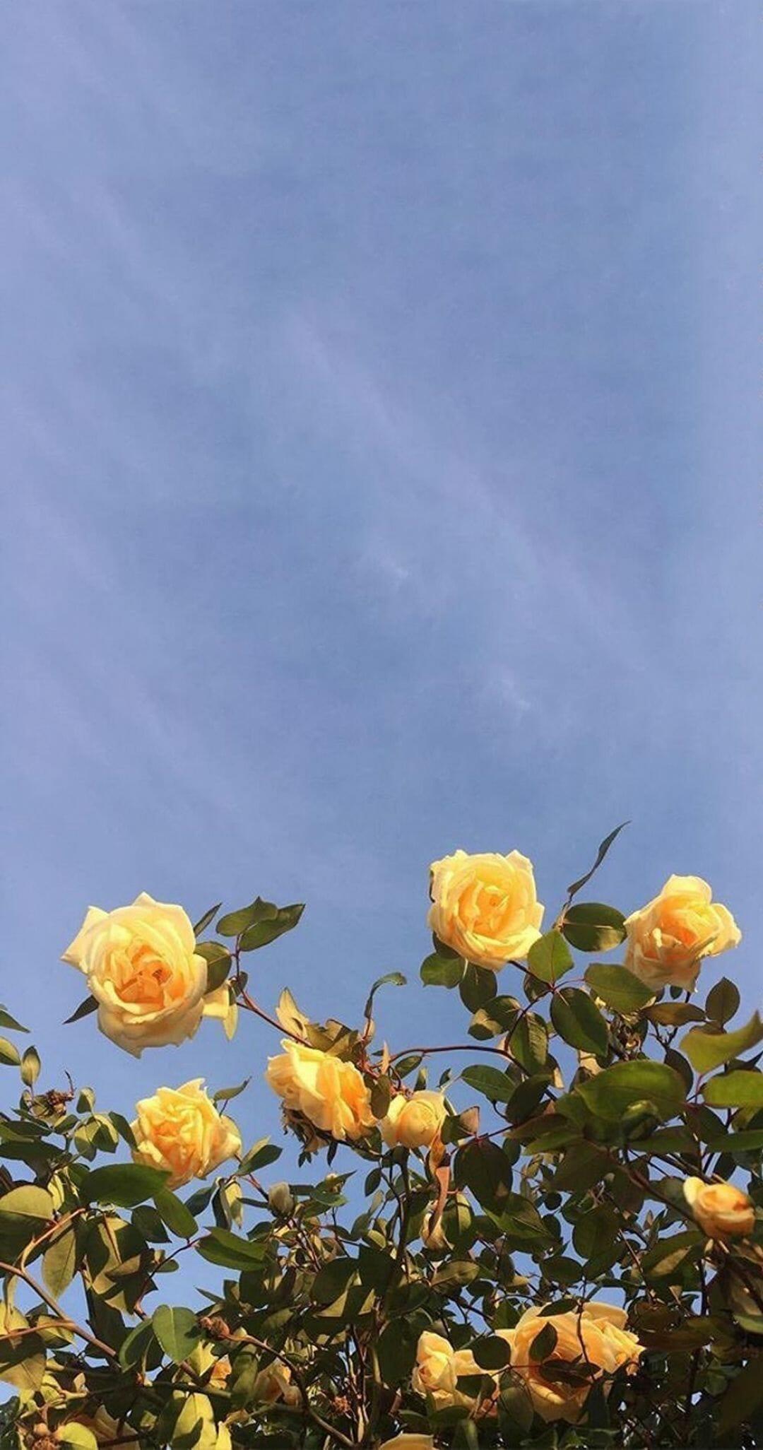 1080x2052 Yellow Aesthetic Sunflowers HD Wallpaper (Desktop Background / Android / iPhone) (1080p, 4k) (1080x2052) (2022)