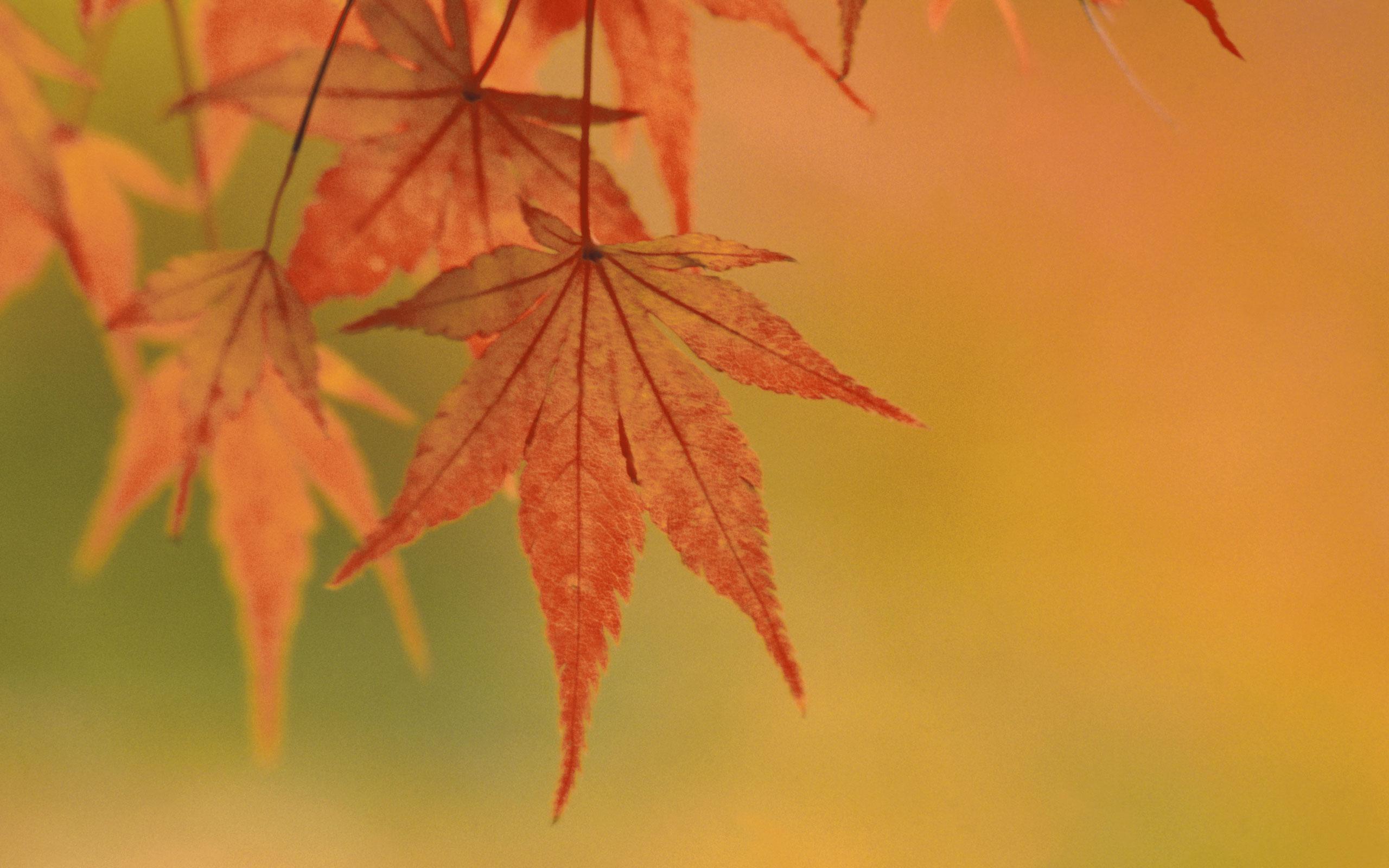 2560x1600 Download desktop wallpaper Subject autumn leaves, wallpaper for MAC OS X Tiger
