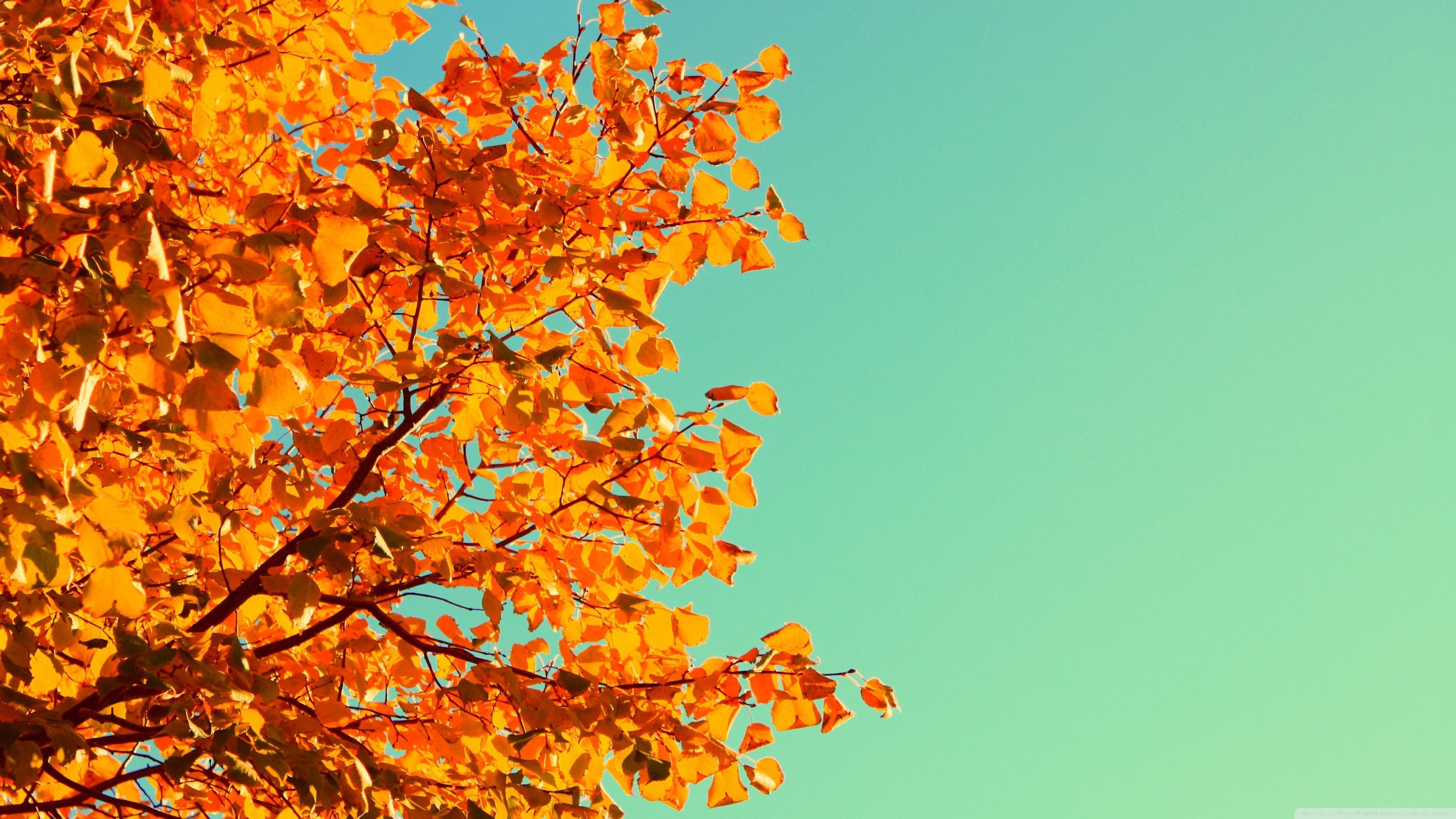 3554x1999 Cute Fall Wallpaper