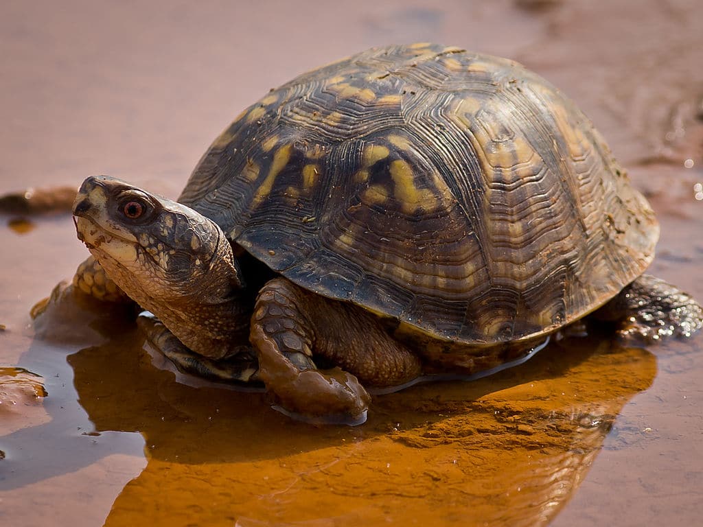 1024x768 Box Turtles About Nature