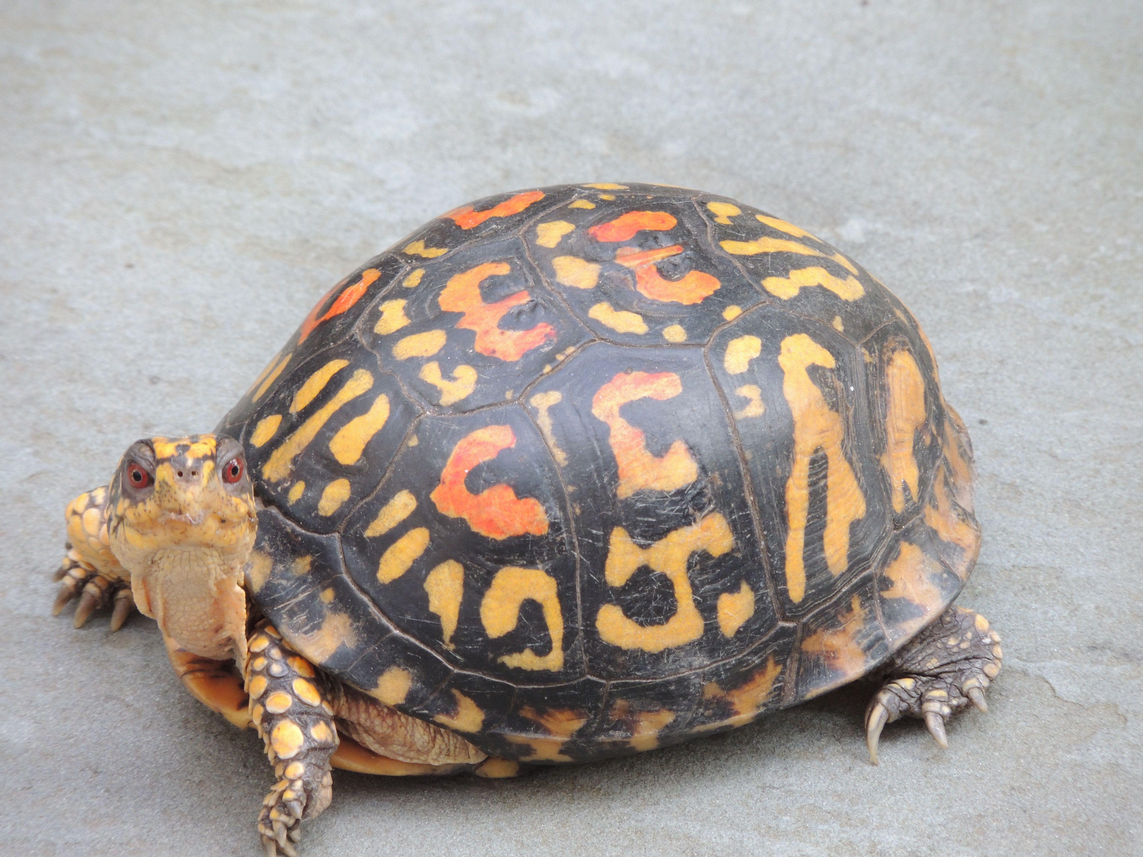 4608x3456 I'm willing to work to be as healthy as I can be. Am I willing to work extremely hard in order to have large hindquarte. Turtle, Tortoise turtle, Turtle wallpaper